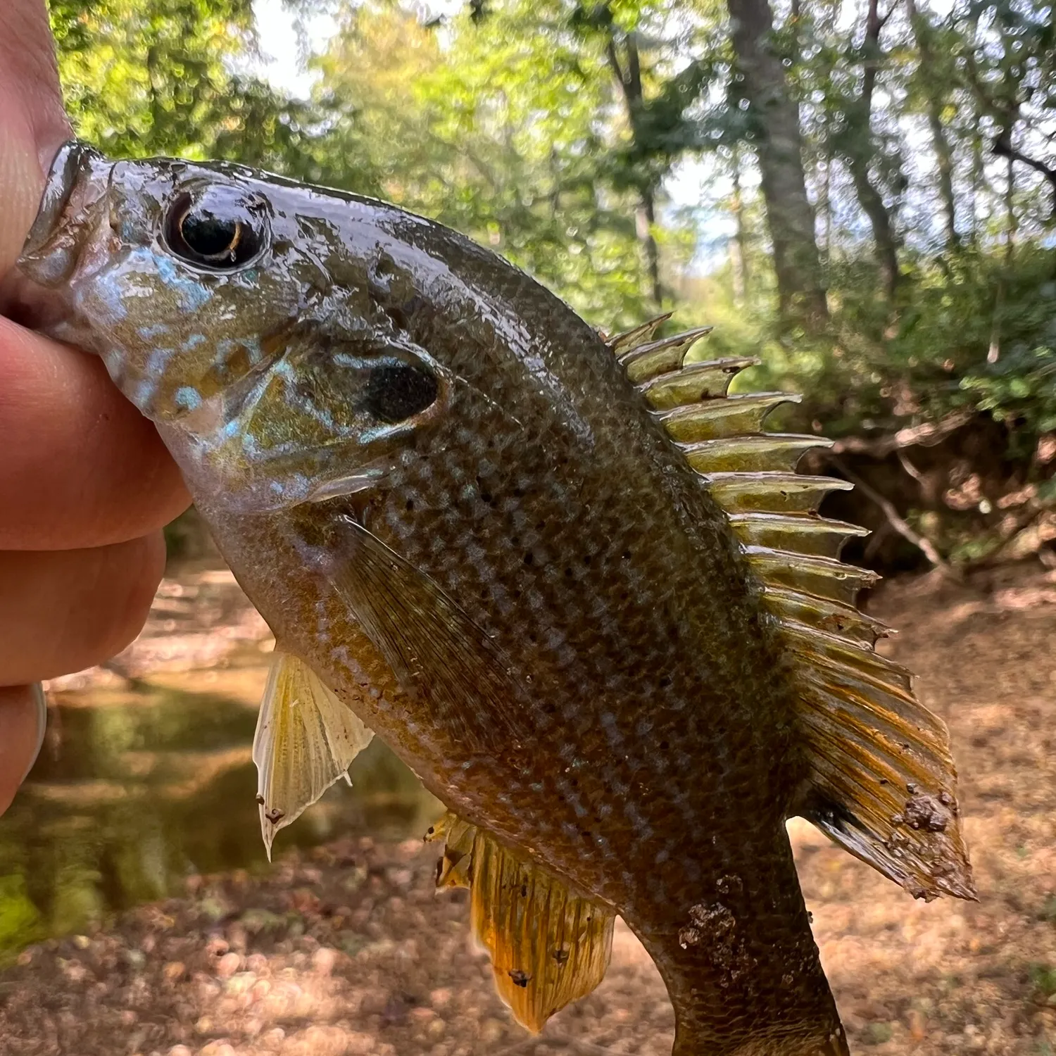 Green sunfish caught on Fishbrain