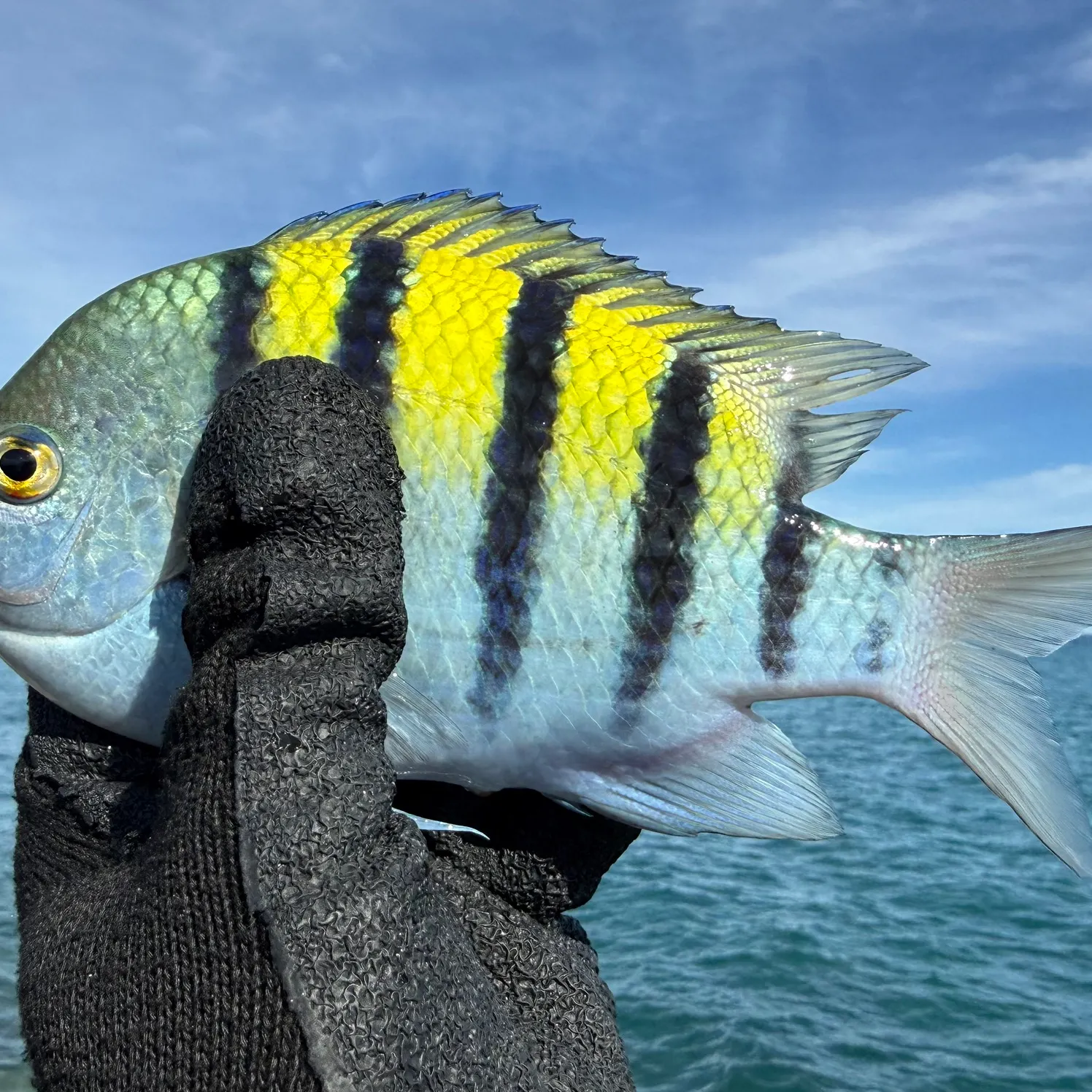 The most recent Sergeant-major catches on Fishbrain