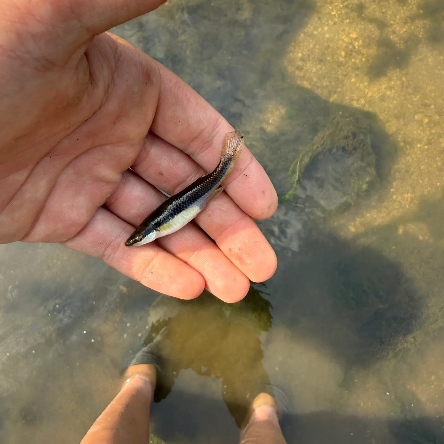 The most recent Western mosquitofish catches on Fishbrain
