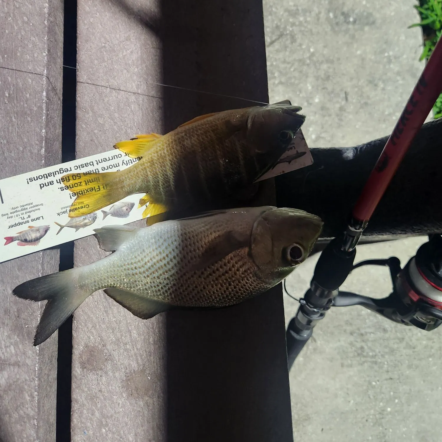 recently logged catches