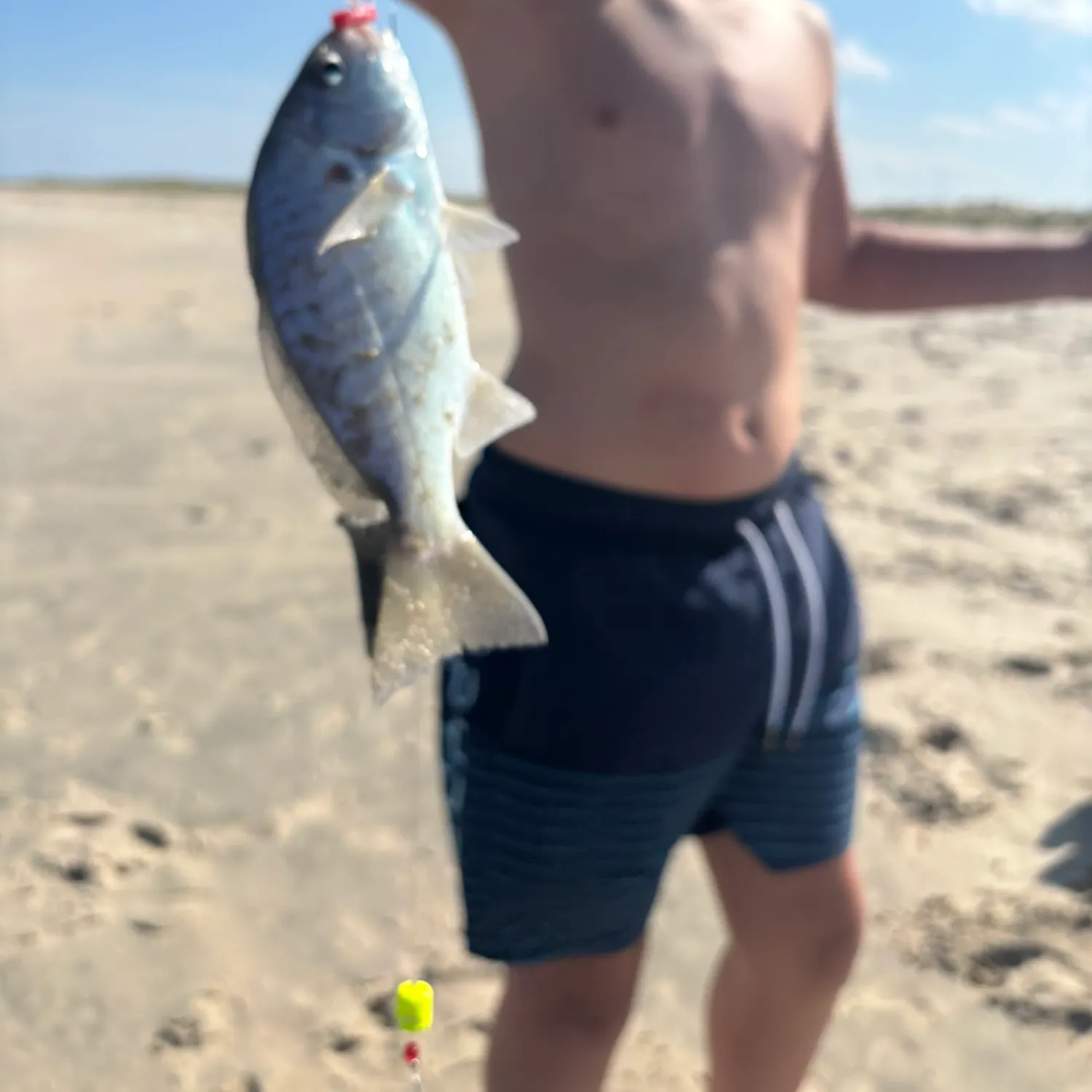 Spot croaker caught on Fishbrain
