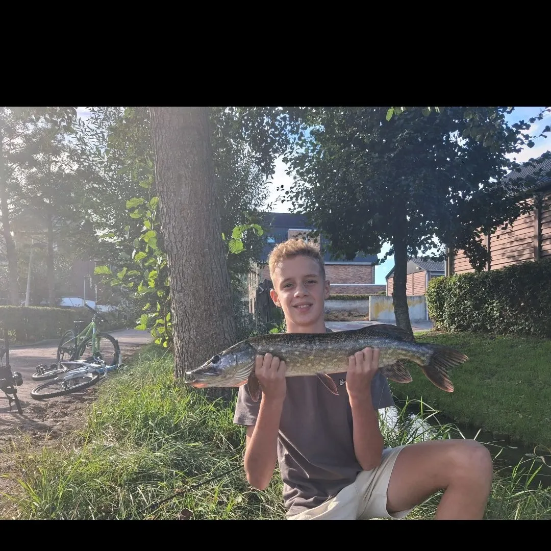 Northern pike caught on Fishbrain