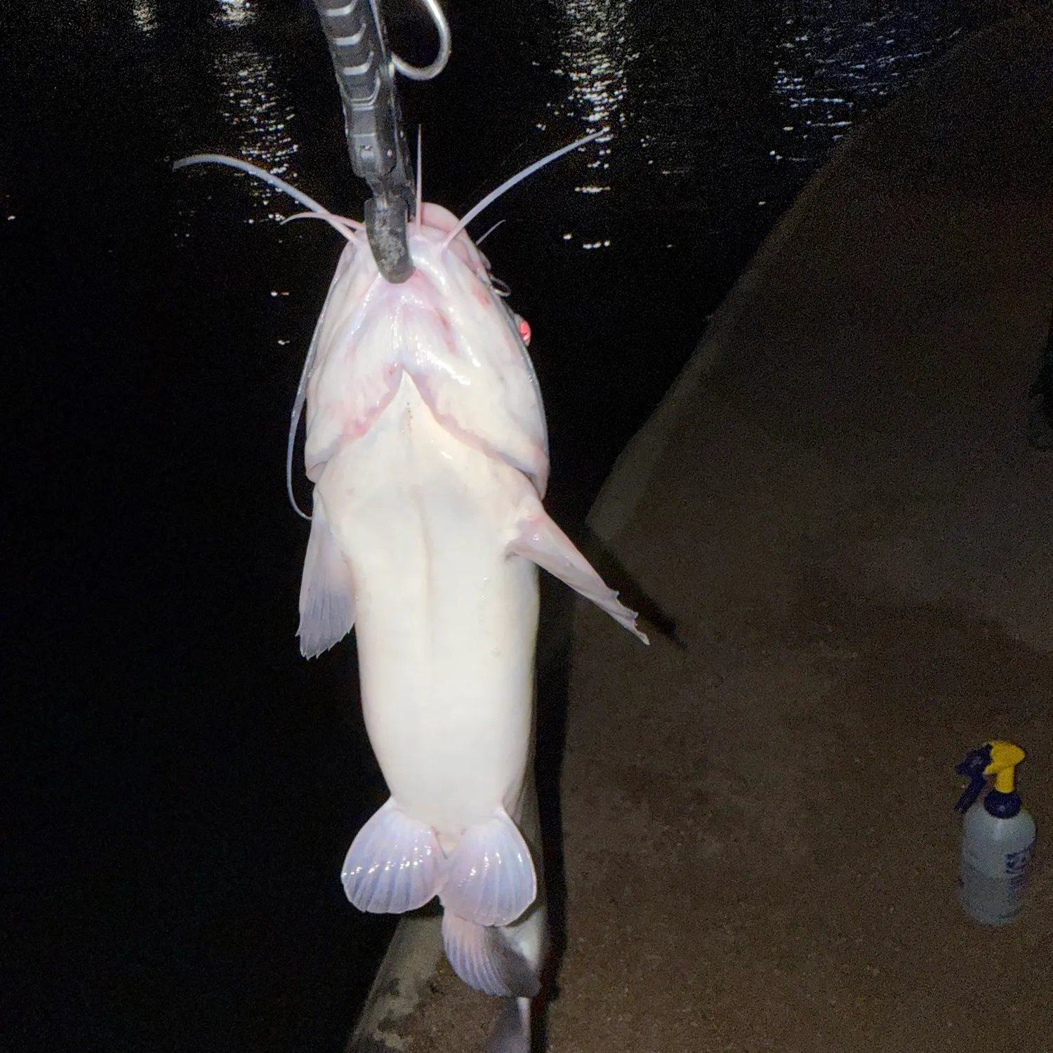 Channel catfish caught on Fishbrain