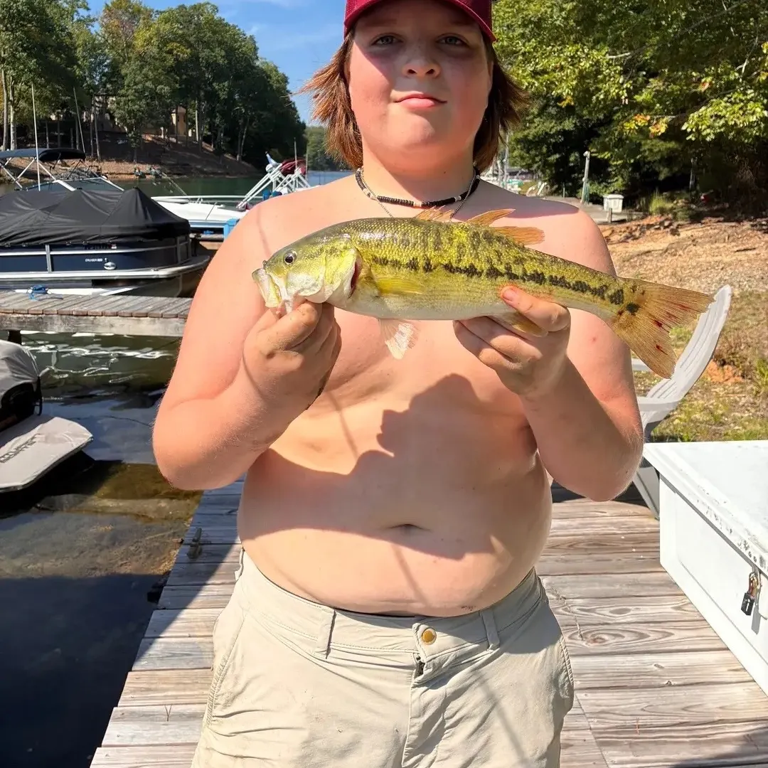 Spotted bass caught on Fishbrain