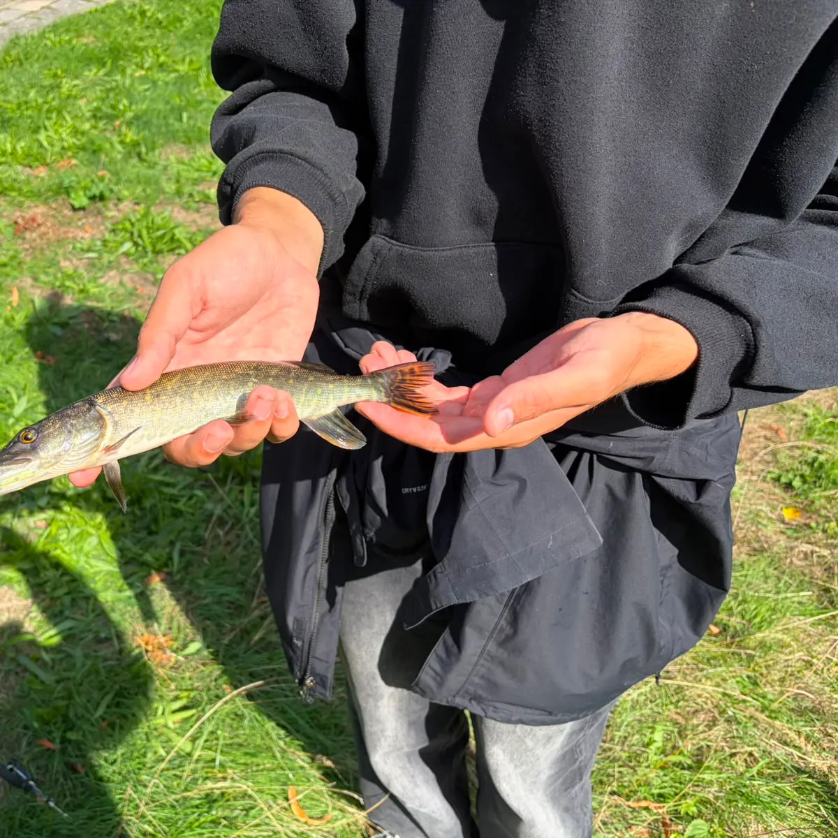 Northern pike caught on Fishbrain