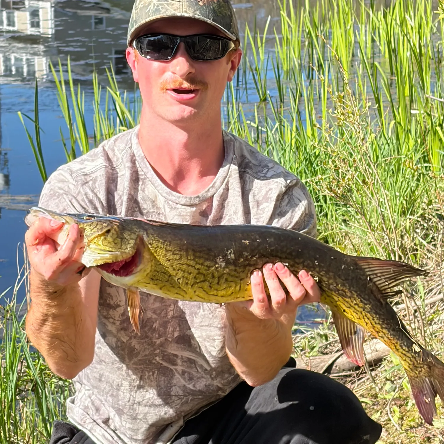 The most recent Chain pickerel catches on Fishbrain