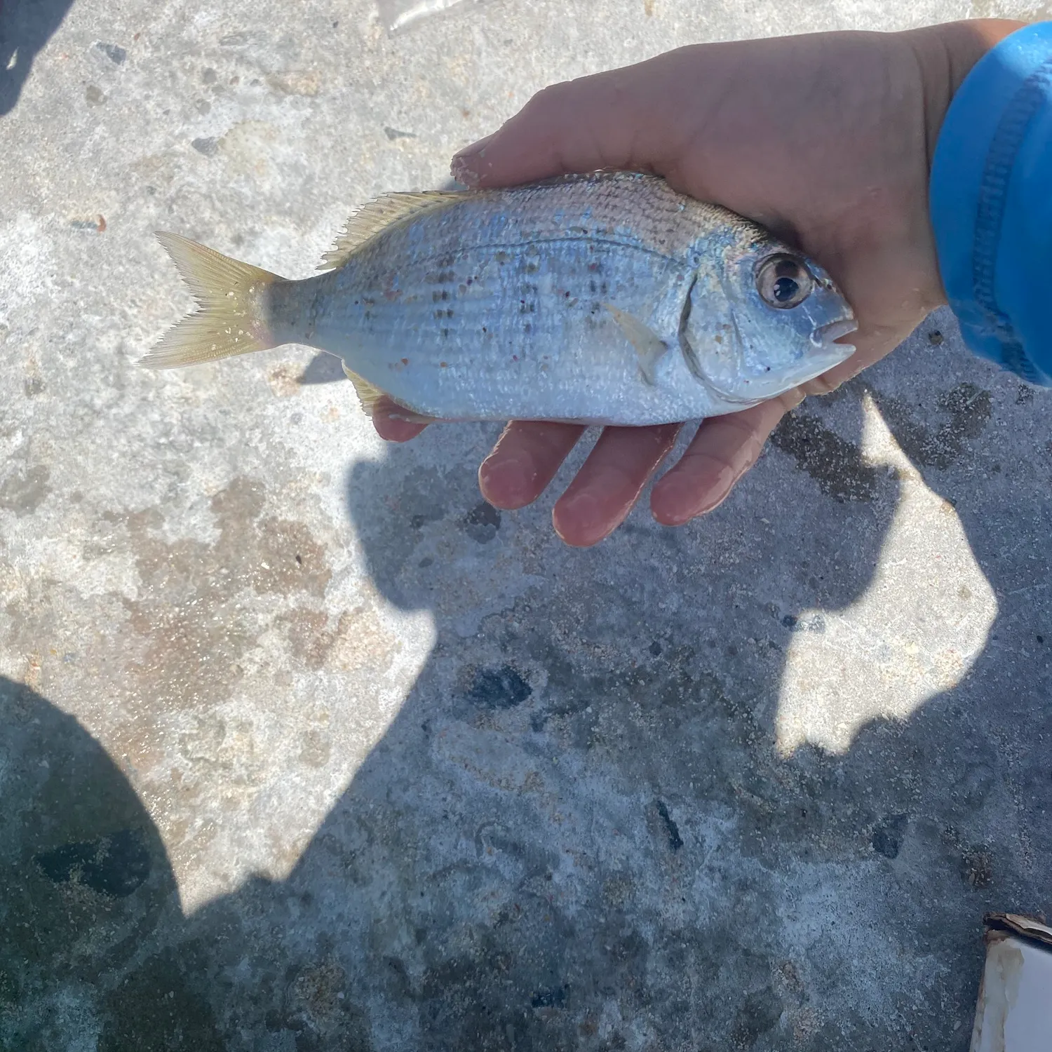 The most recent White stumpnose catches on Fishbrain