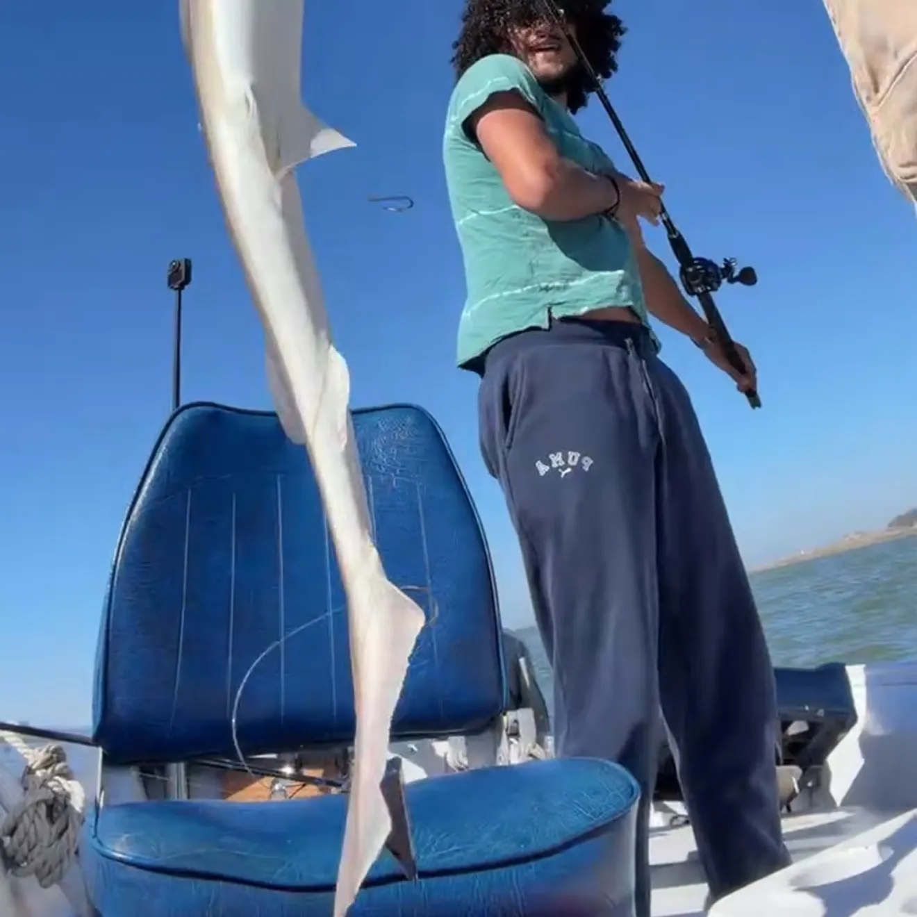 Grey smooth-hound caught on Fishbrain