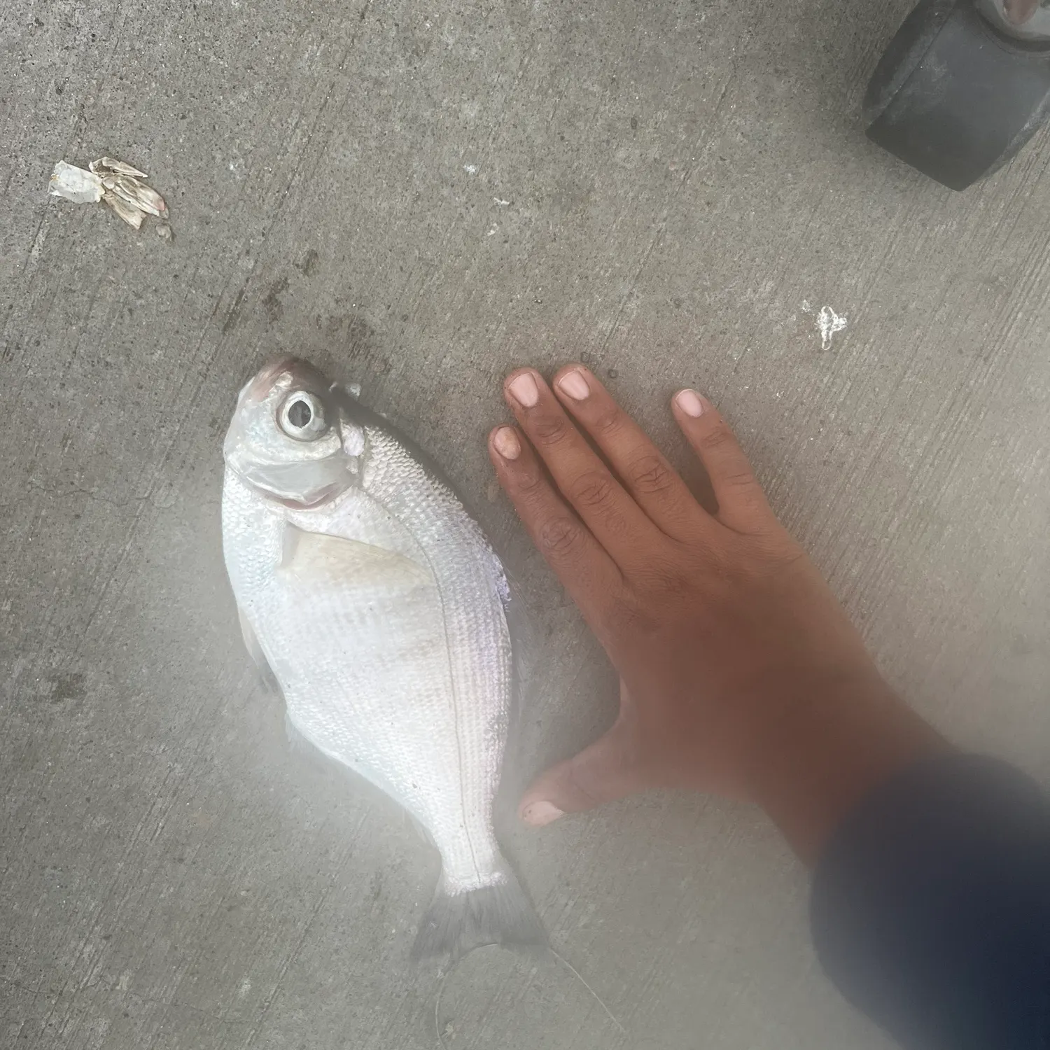 The most recent Shiner perch catches on Fishbrain