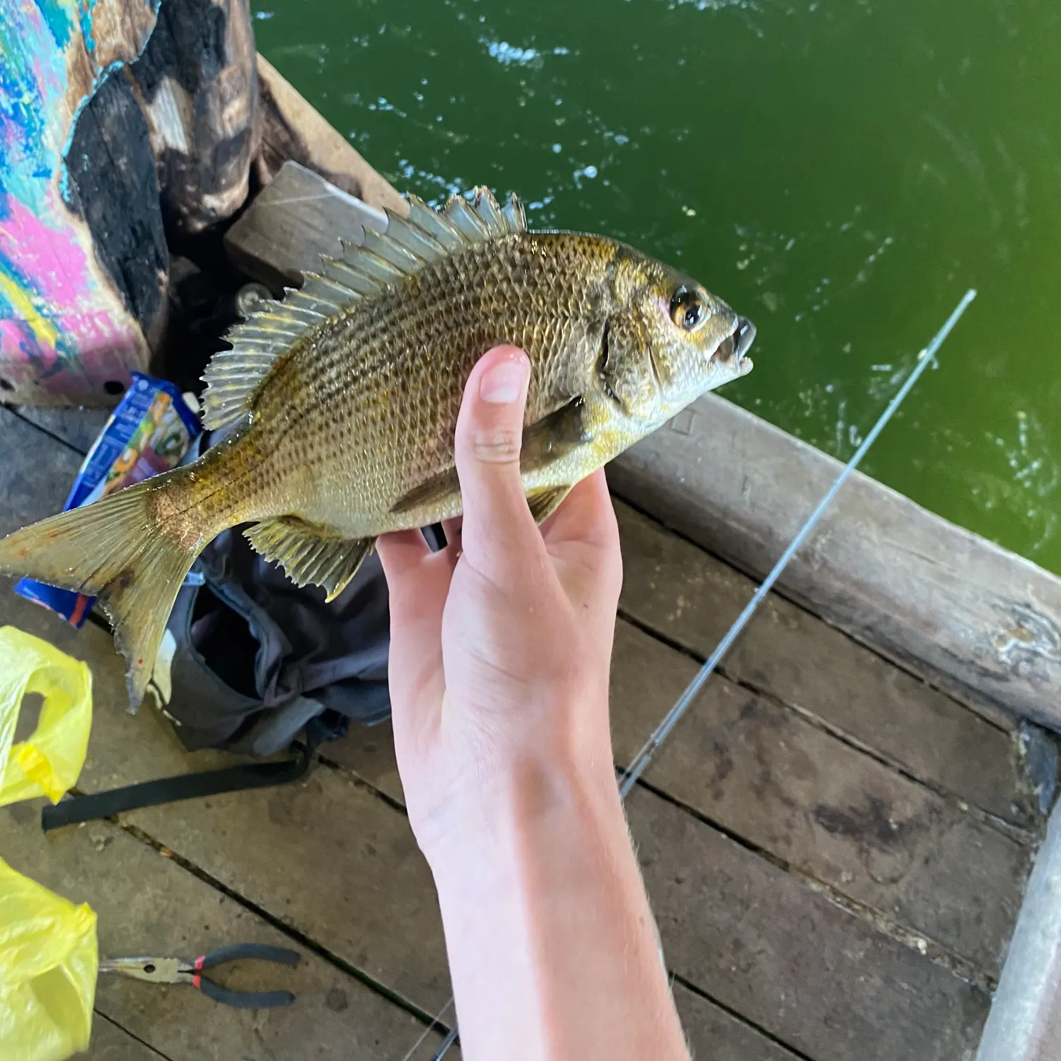 The most recent Southern black bream catches on Fishbrain