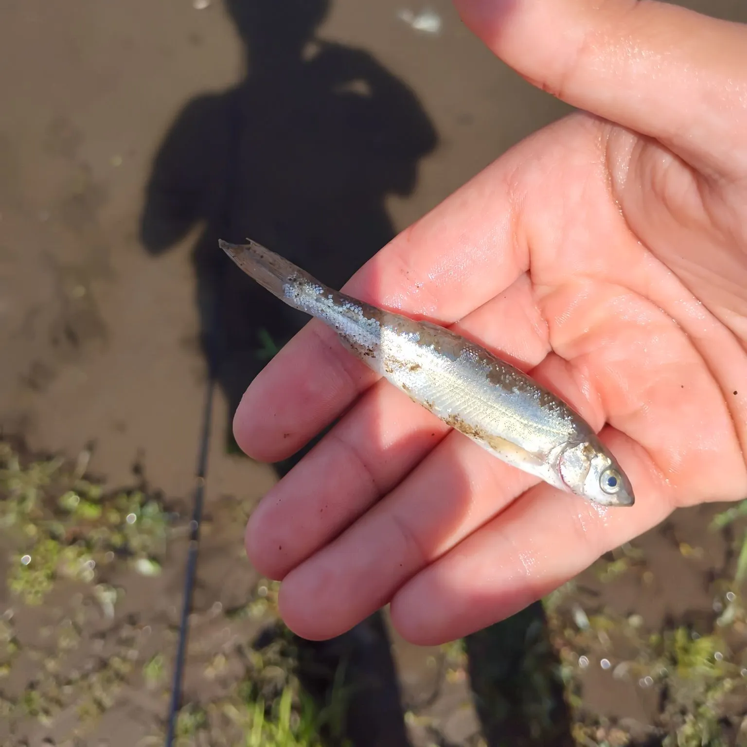 Redside shiner caught on Fishbrain