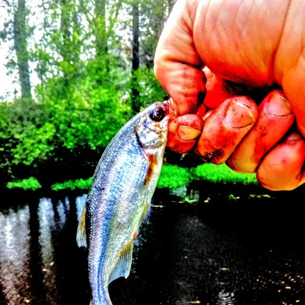 Fish caught on Fishbrain