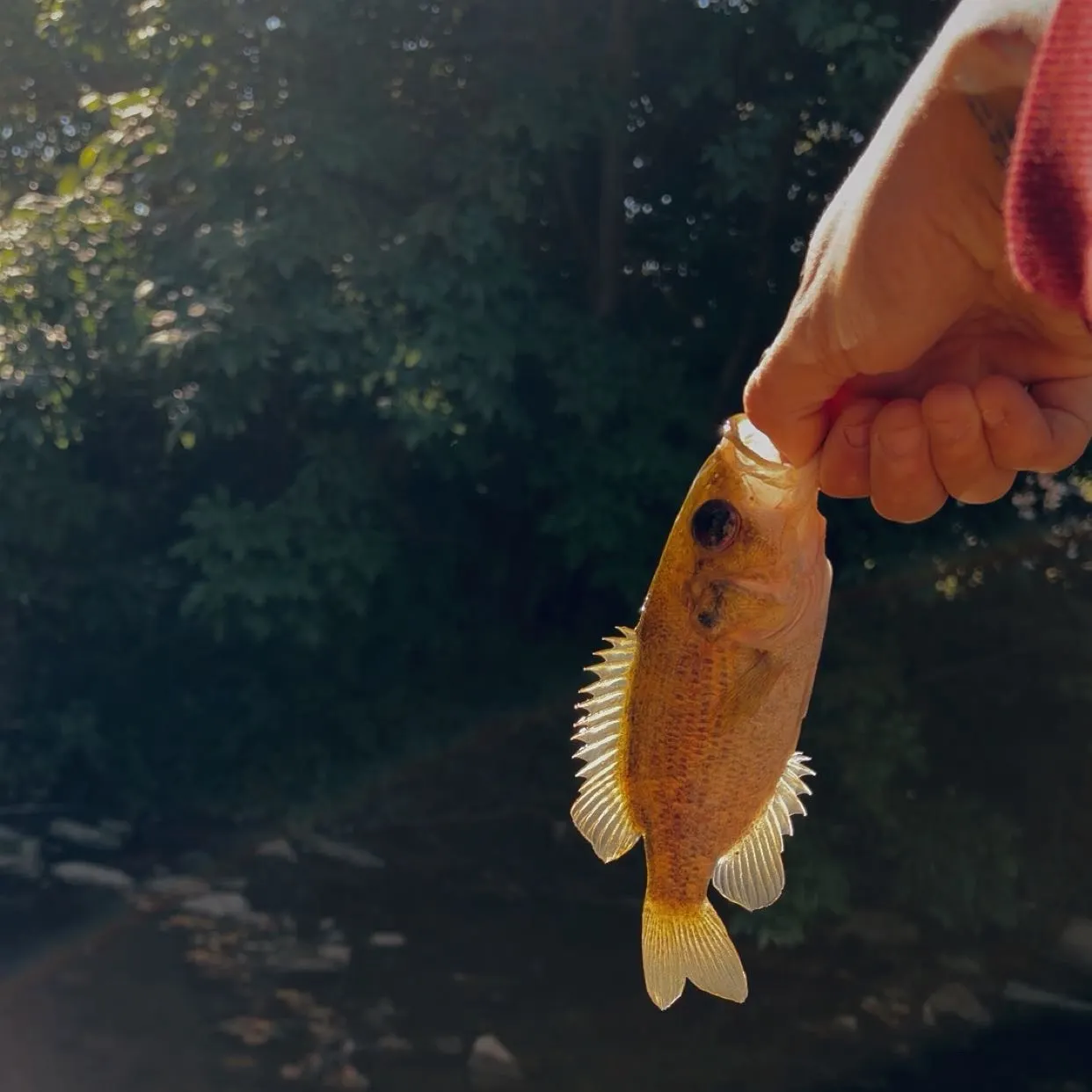 Rock bass caught on Fishbrain