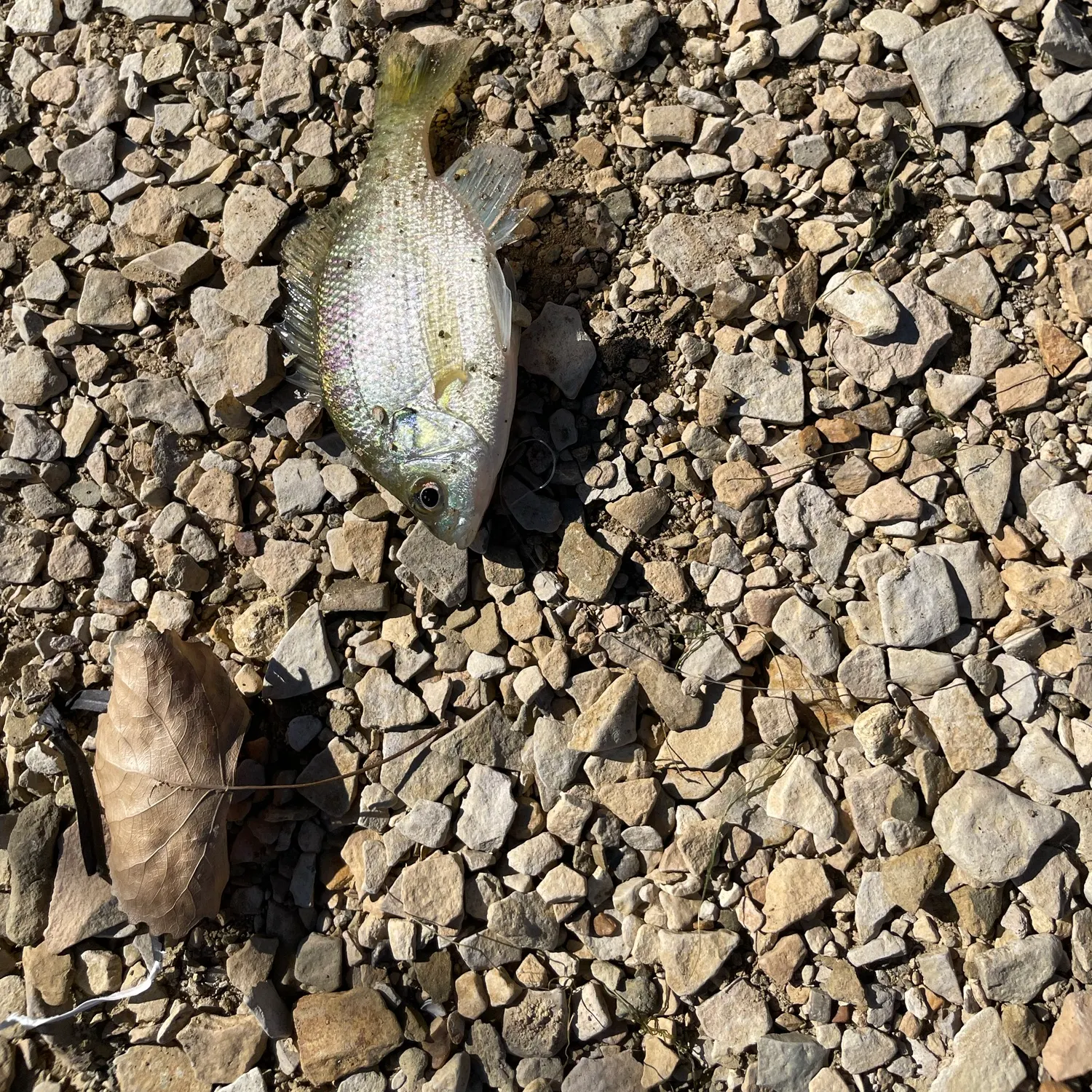 Bluegill caught on Fishbrain