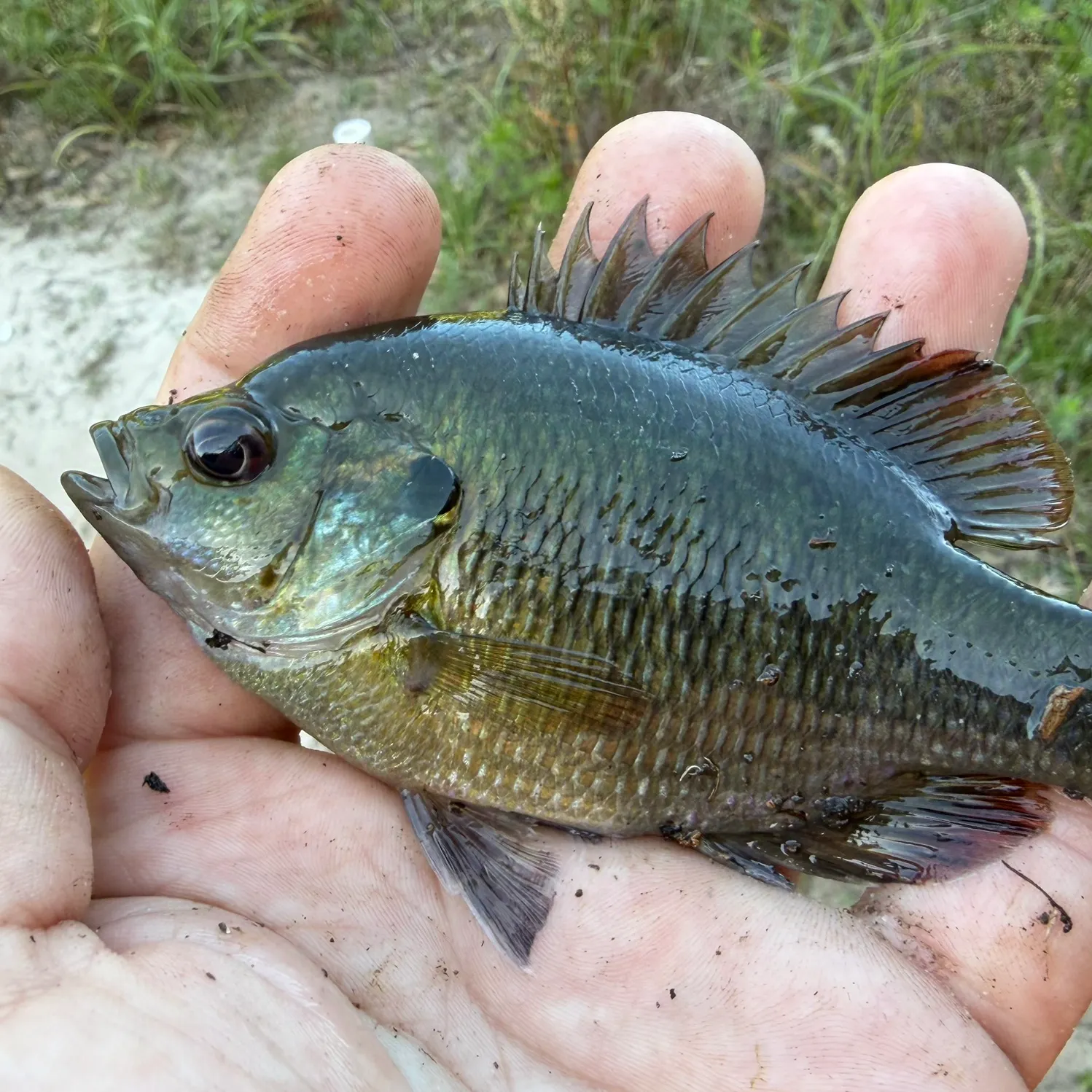 The most recent Redspotted sunfish x bluegill catches on Fishbrain