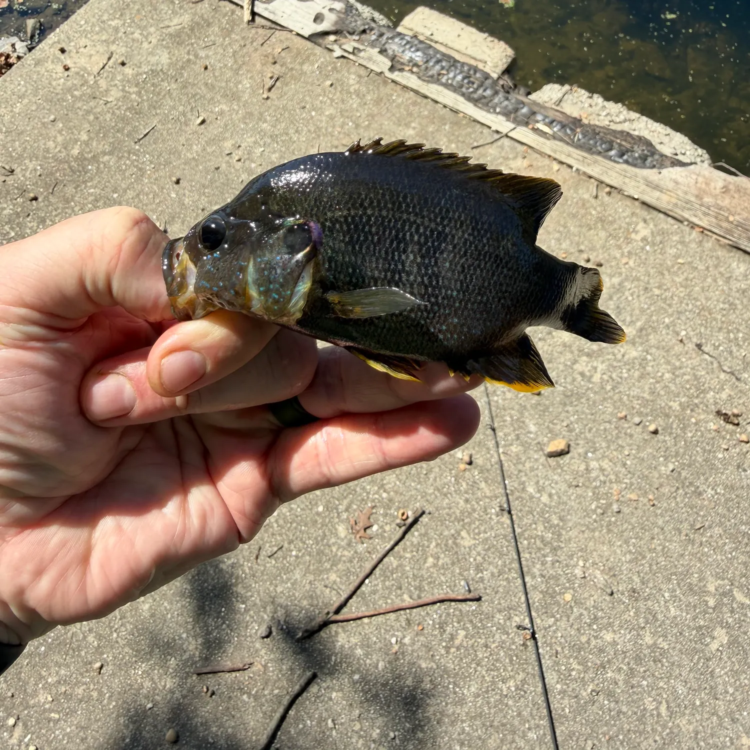 Green sunfish caught on Fishbrain