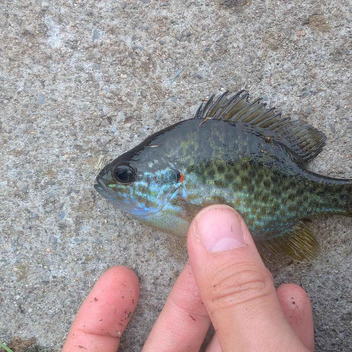 Pumpkinseed caught on Fishbrain