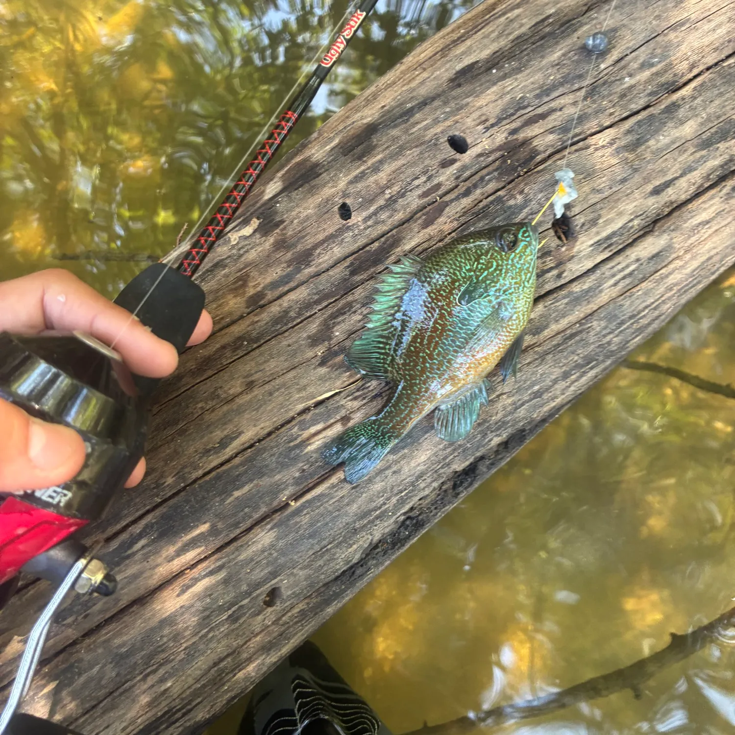 The most recent Plains longear sunfish catches on Fishbrain