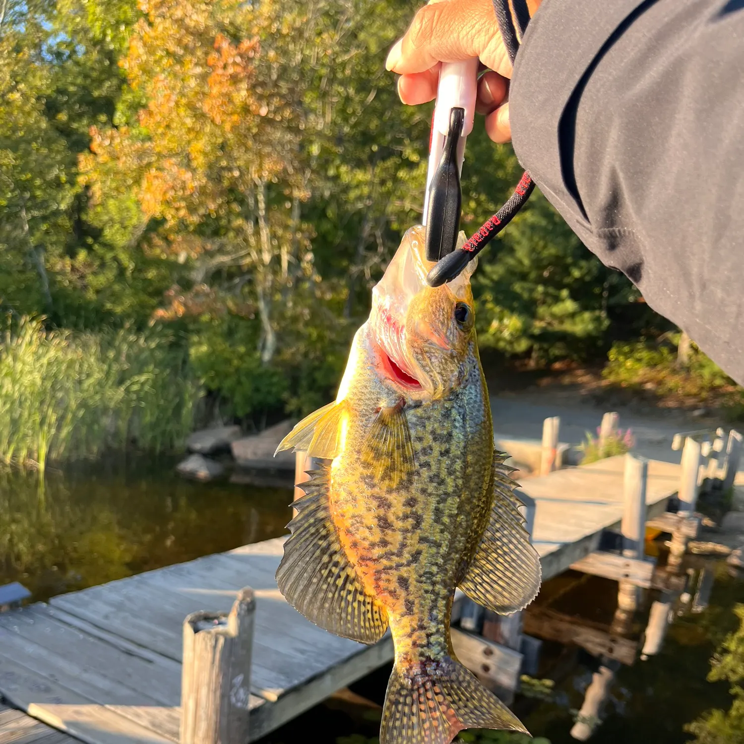 Black crappie caught on Fishbrain