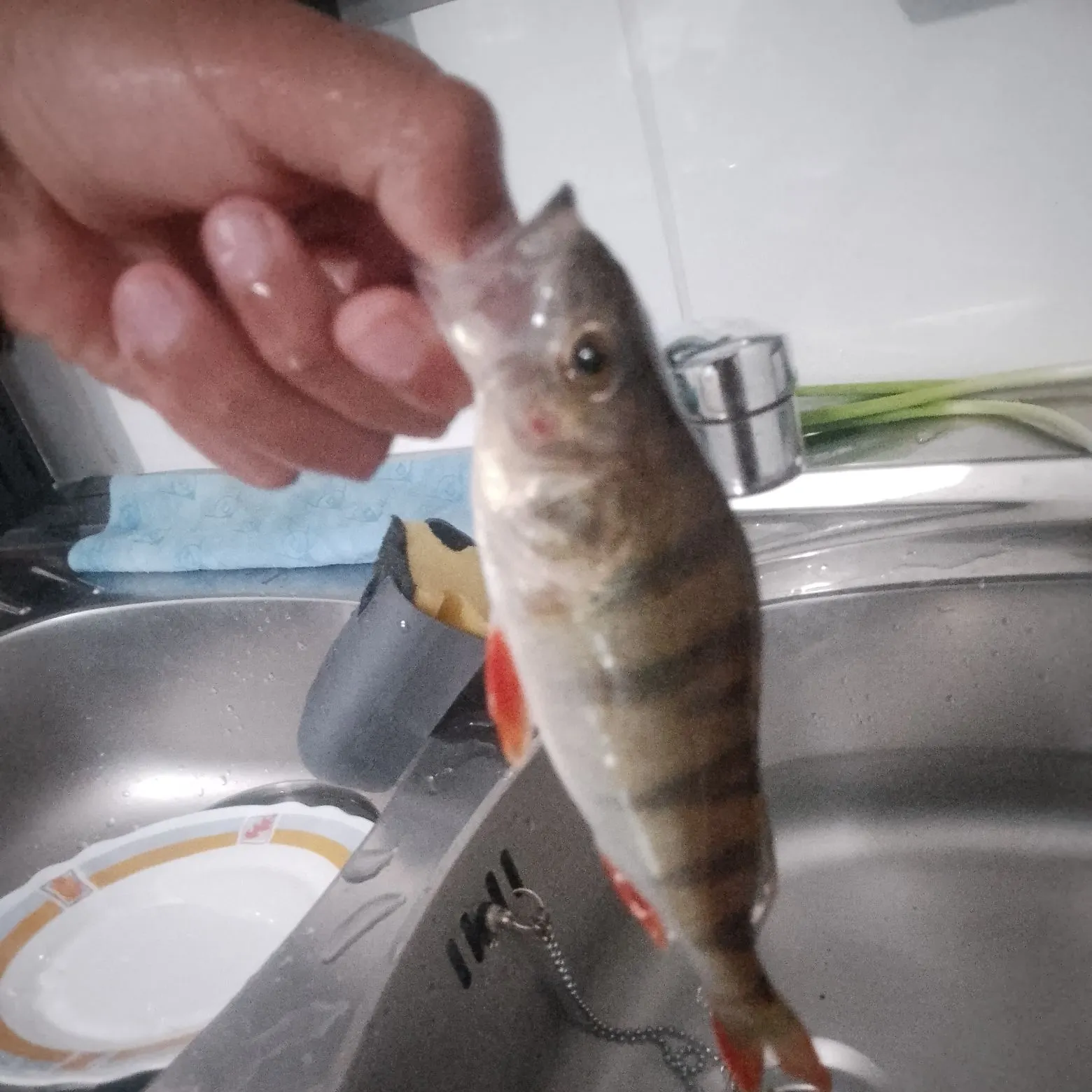 European perch caught on Fishbrain