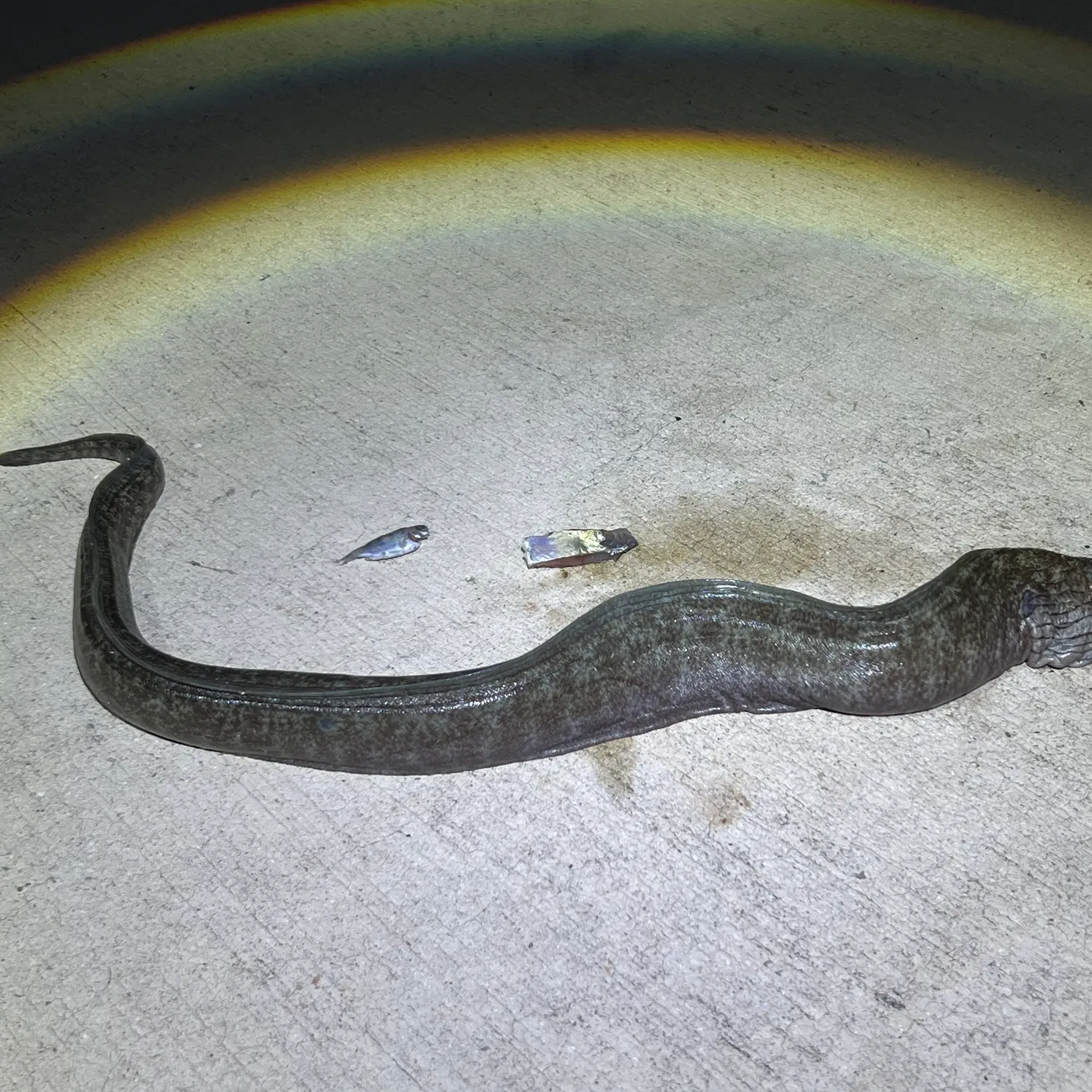 The most recent Slender giant moray catches on Fishbrain