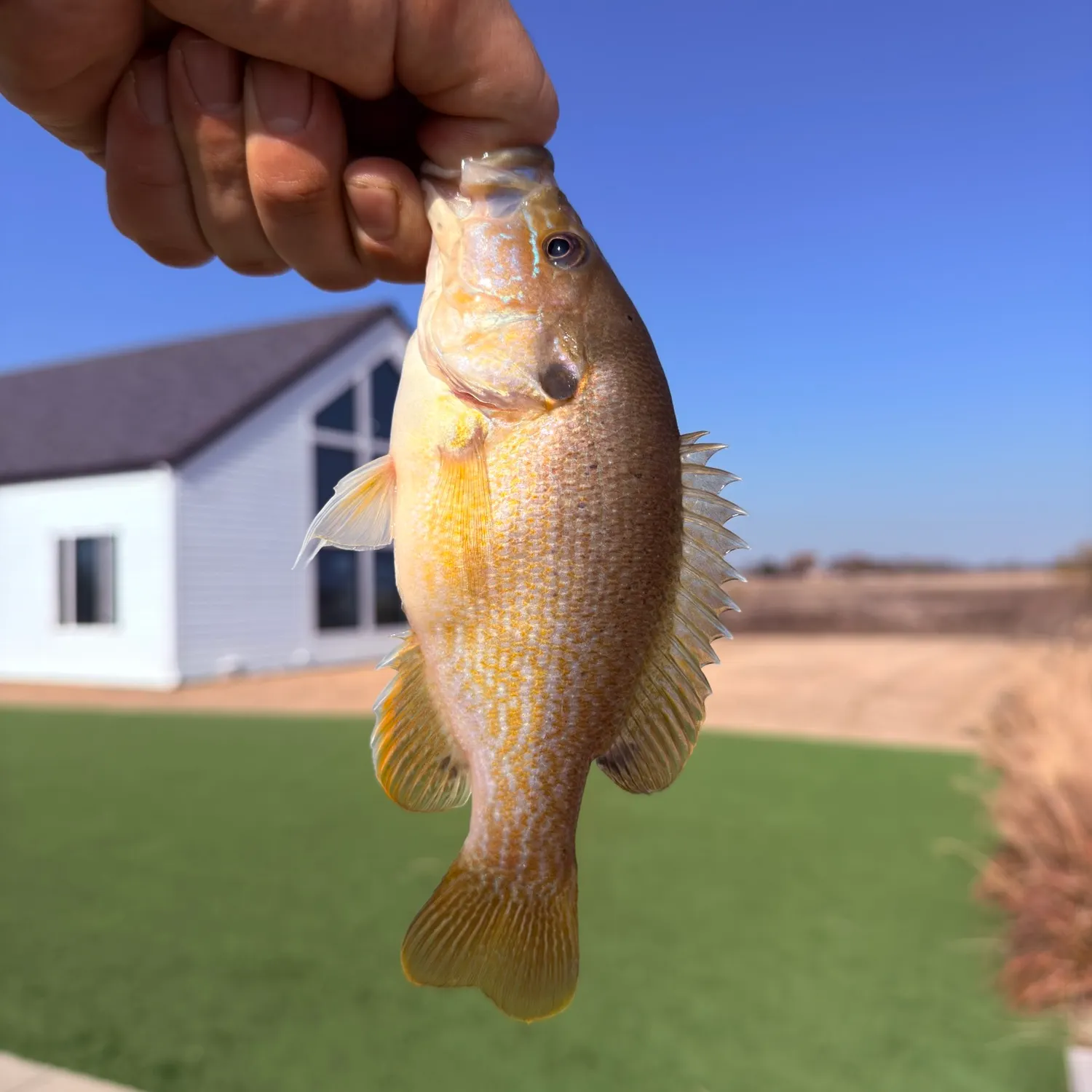 The most recent Mud sunfish catches on Fishbrain