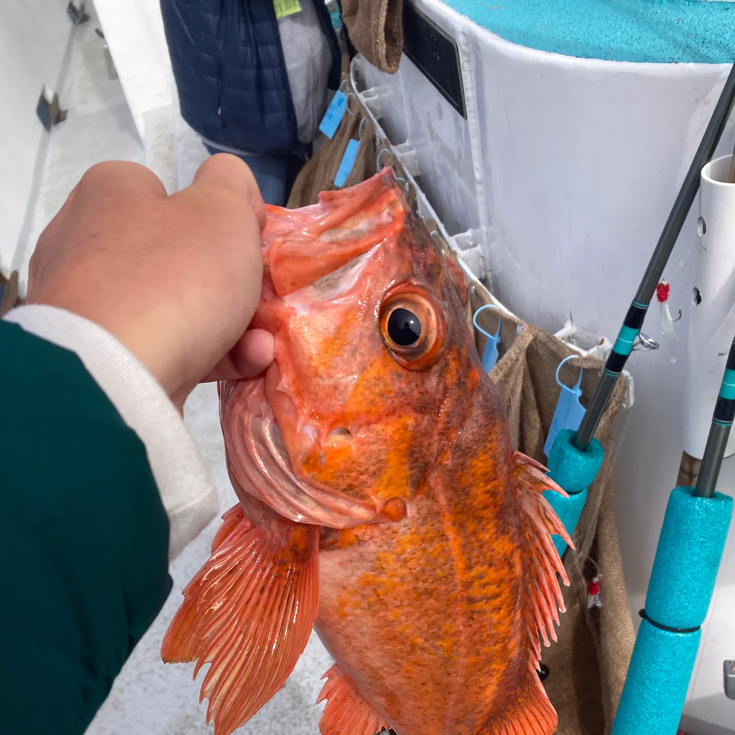 The most recent Vermilion rockfish catches on Fishbrain