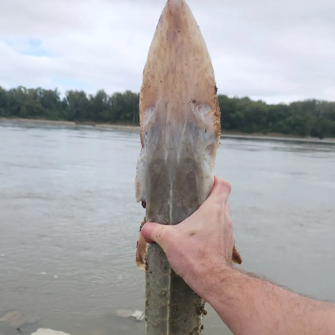 The most recent Pallid sturgeon catches on Fishbrain