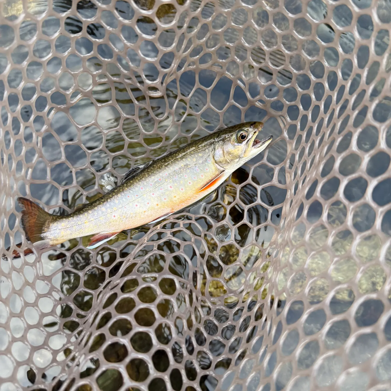 The most recent Brook trout catches on Fishbrain
