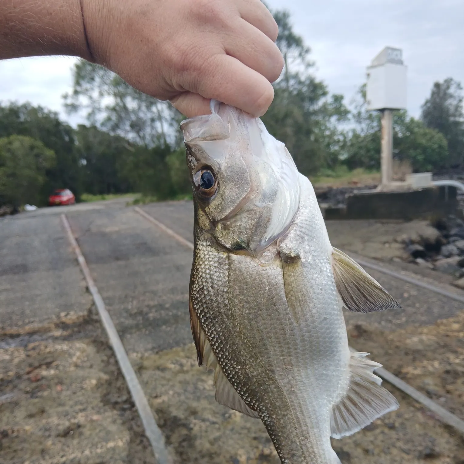 The most recent Estuary perch catches on Fishbrain