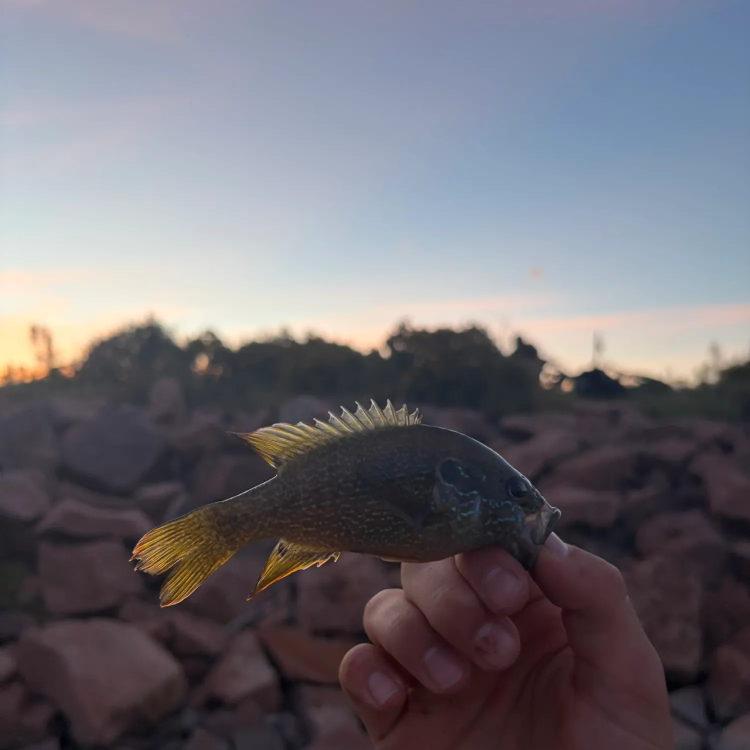 Green sunfish caught on Fishbrain
