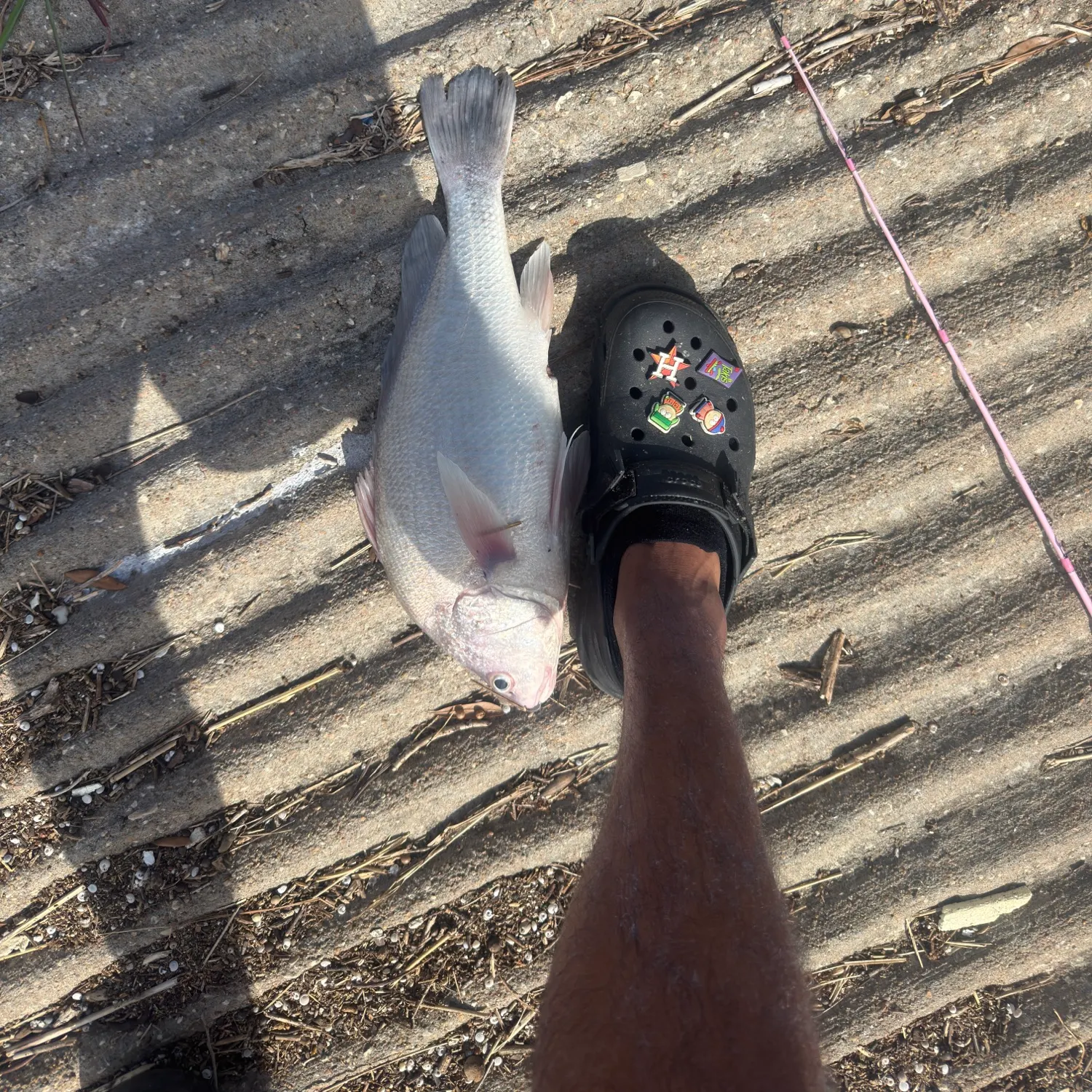 Freshwater drum caught on Fishbrain
