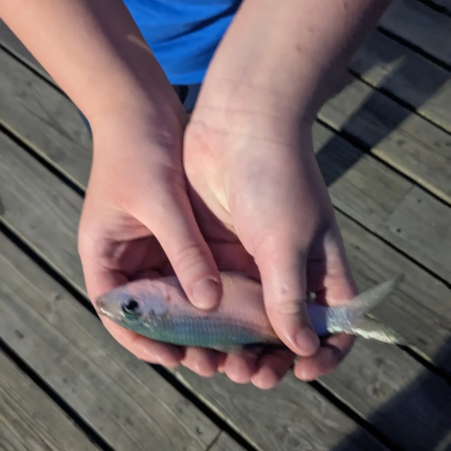 The most recent Atlantic herring catches on Fishbrain