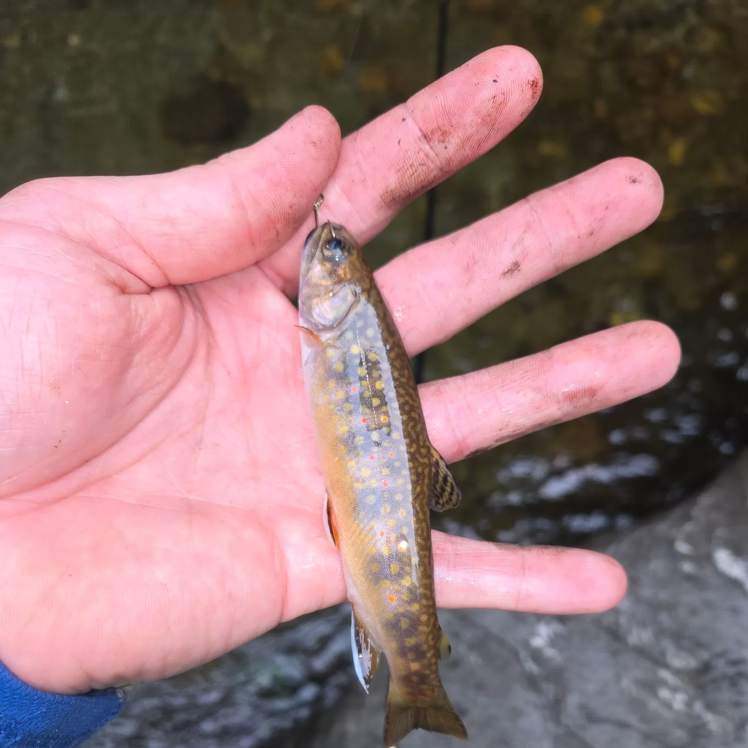 Brook trout caught on Fishbrain
