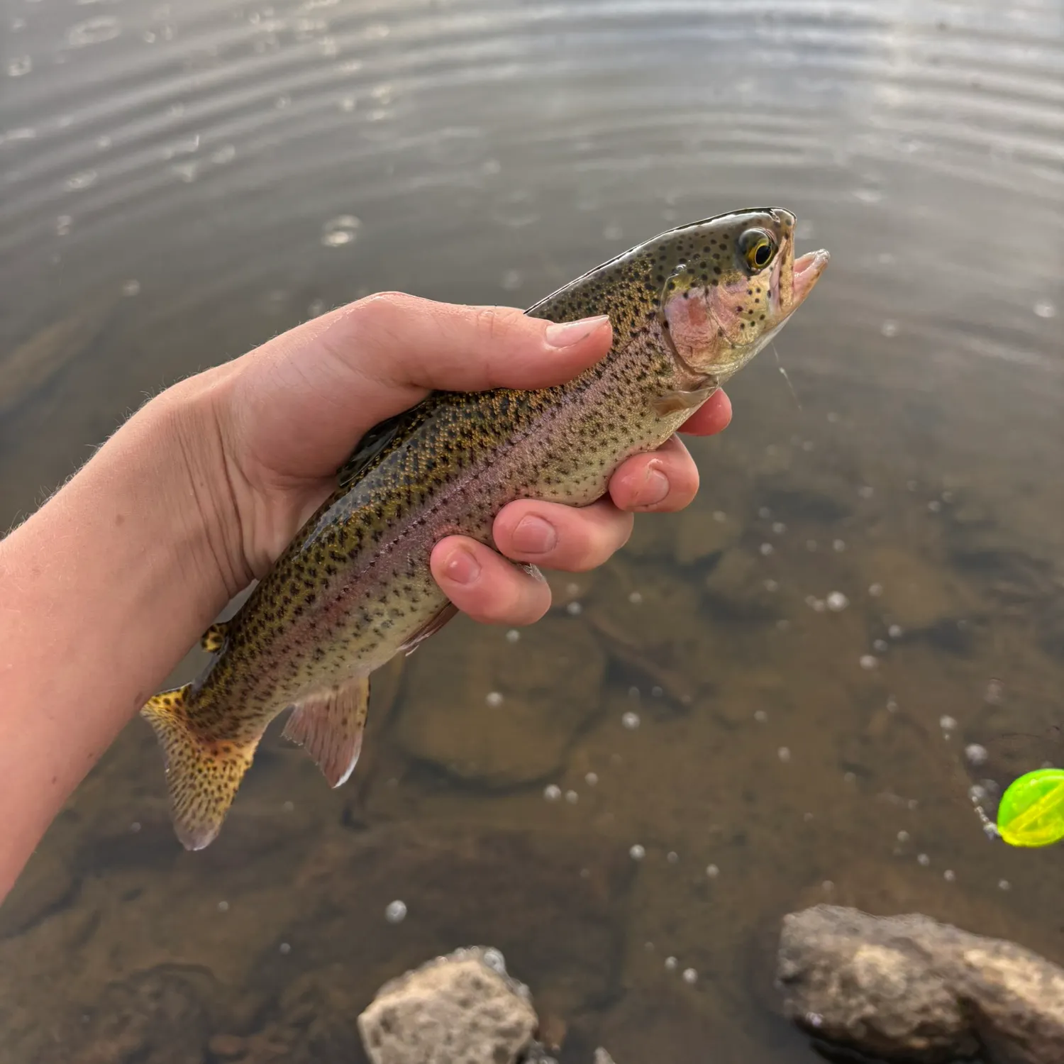 Rainbow trout caught on Fishbrain