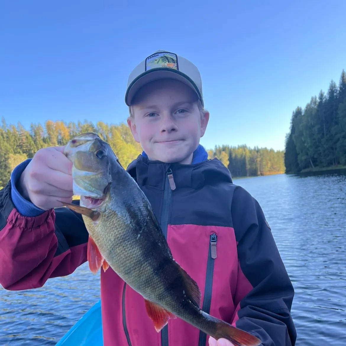European perch caught on Fishbrain