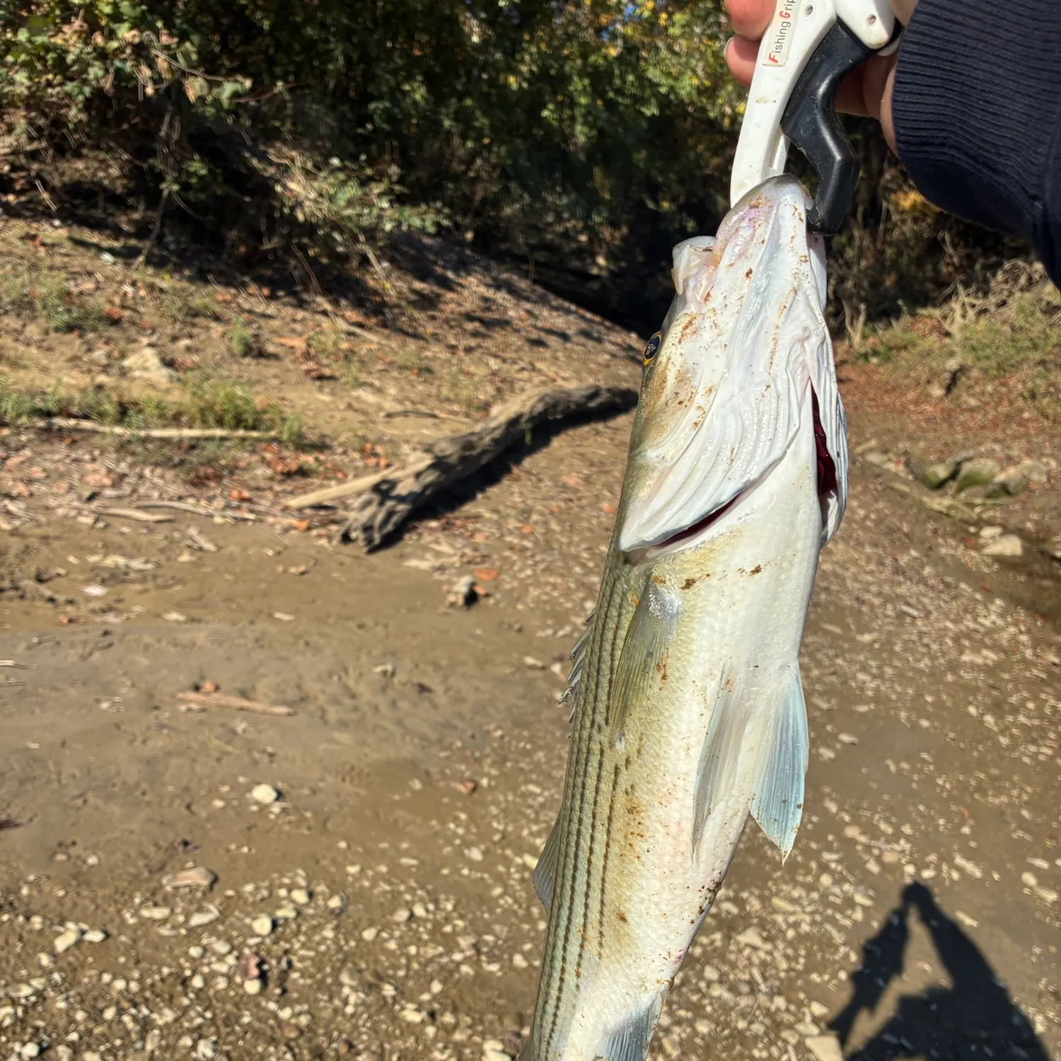 Striped bass caught on Fishbrain