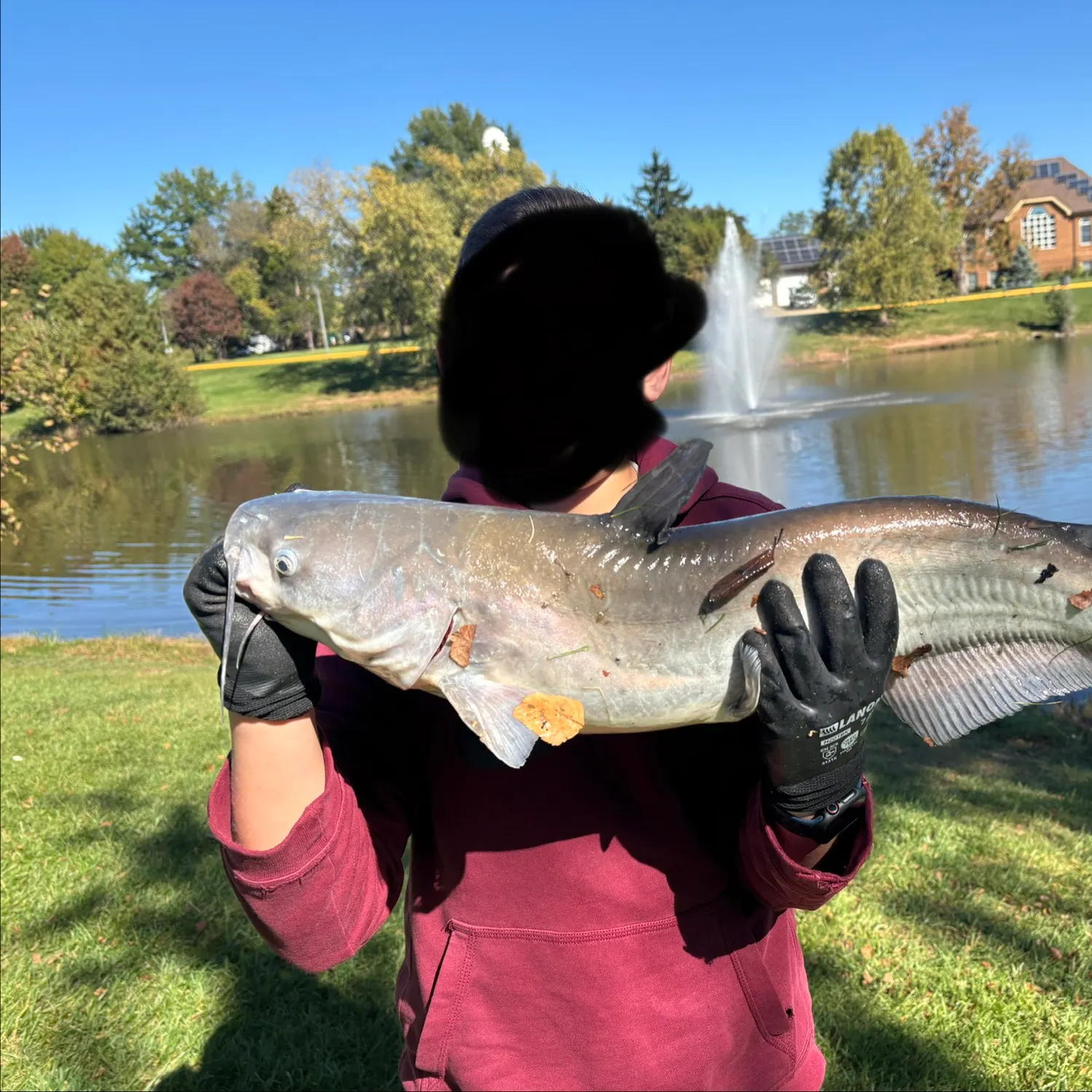 Blue catfish caught on Fishbrain