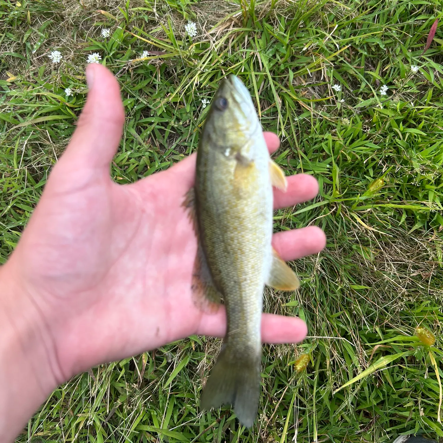 Smallmouth bass caught on Fishbrain
