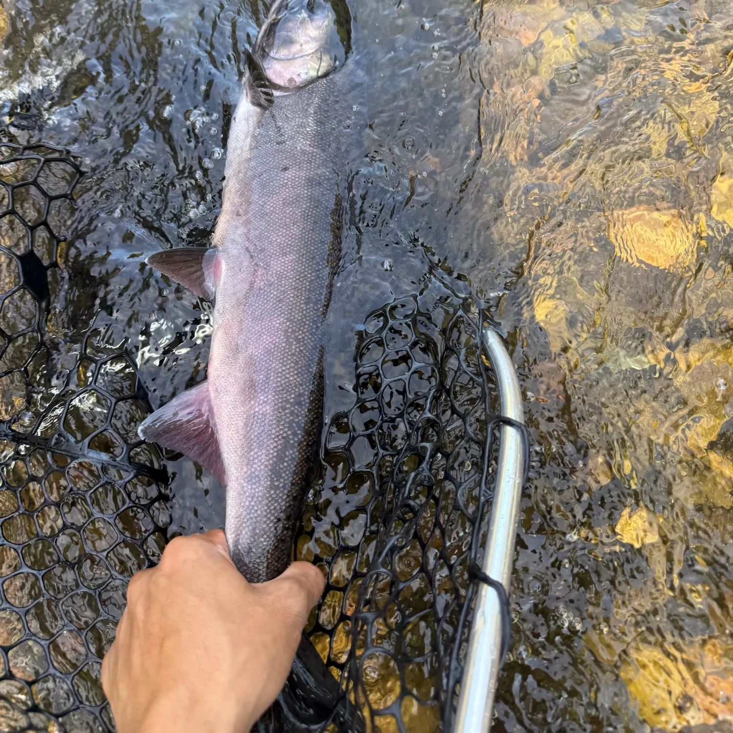 Coho salmon caught on Fishbrain