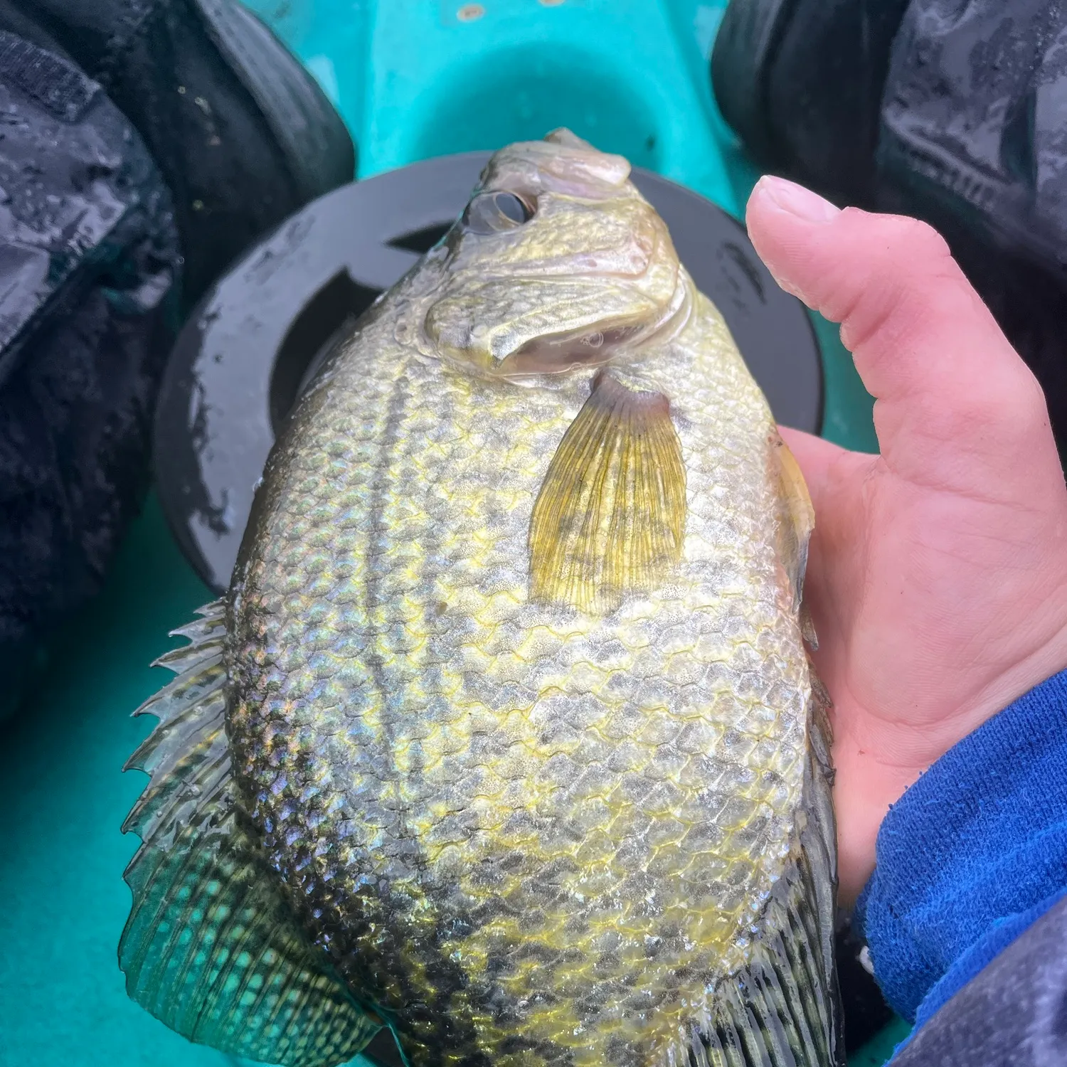 Black crappie caught on Fishbrain