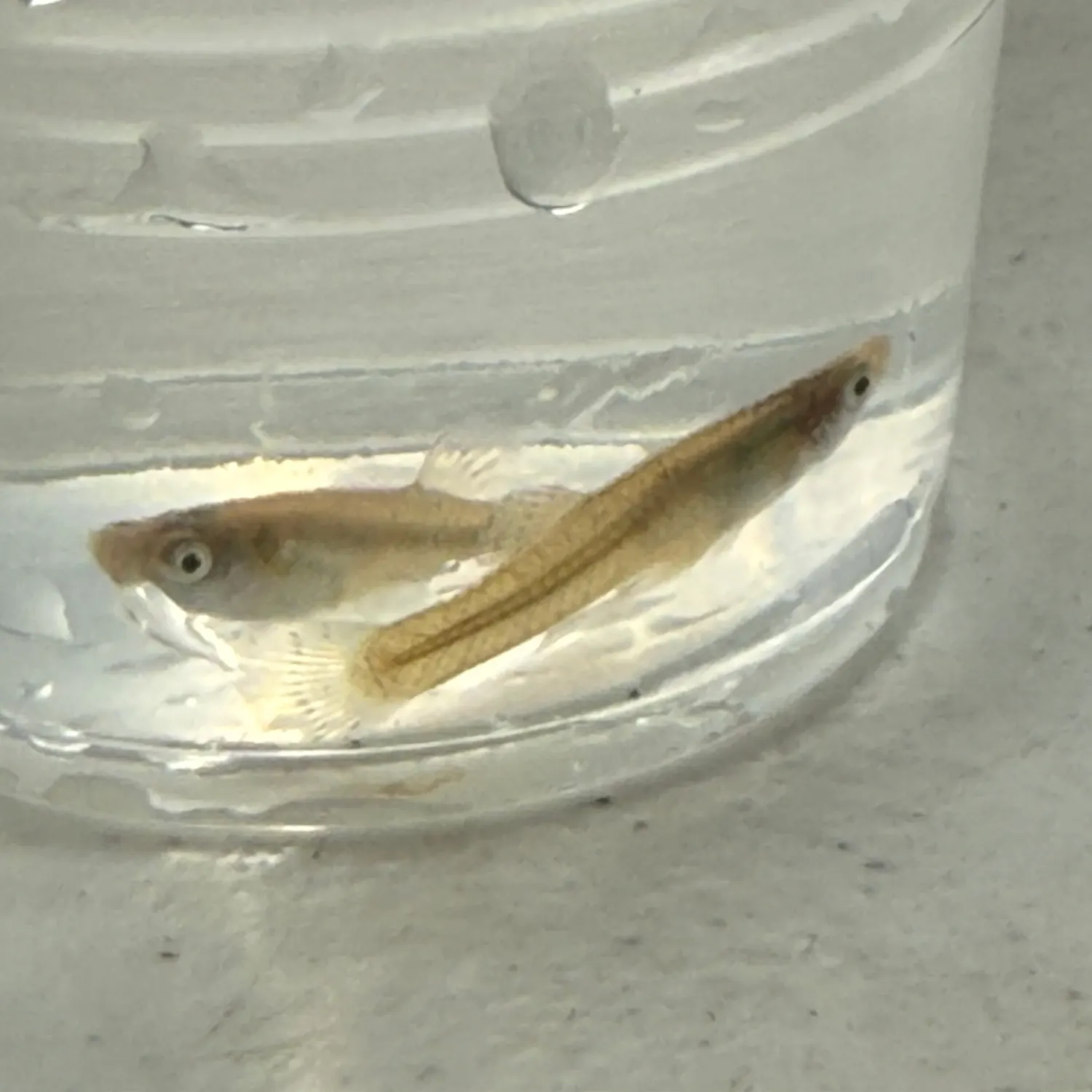 The most recent Fathead minnow catches on Fishbrain