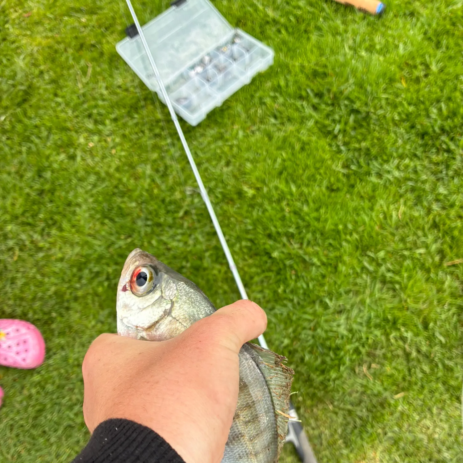 The most recent Walleye surfperch catches on Fishbrain