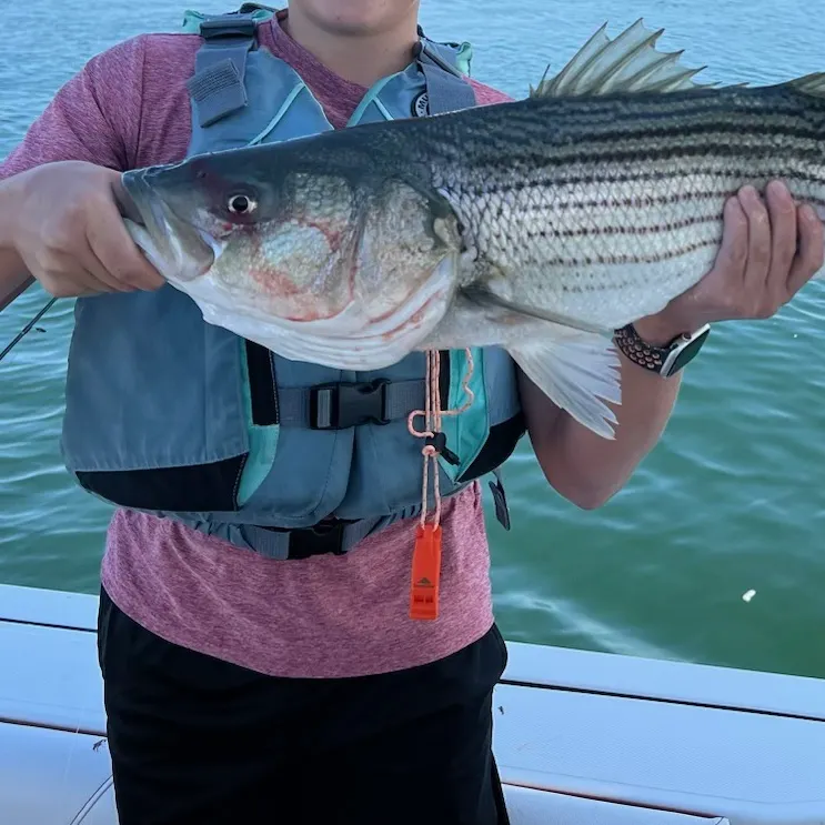 Striped bass caught on Fishbrain