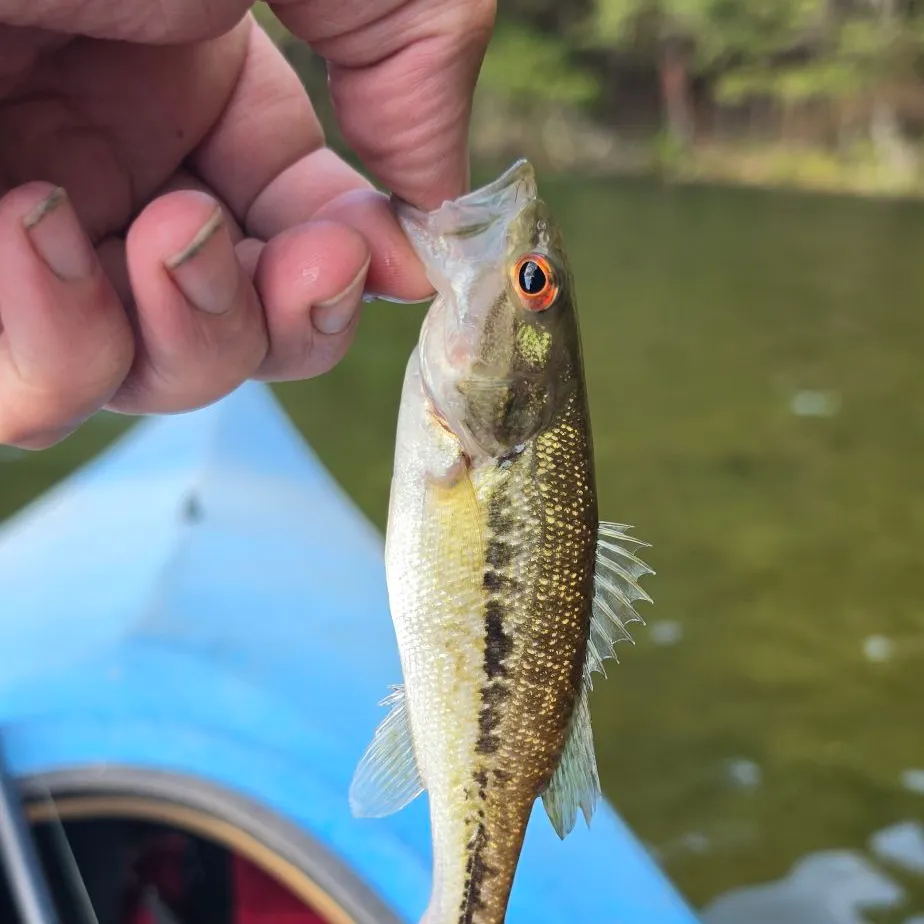 Spotted bass caught on Fishbrain
