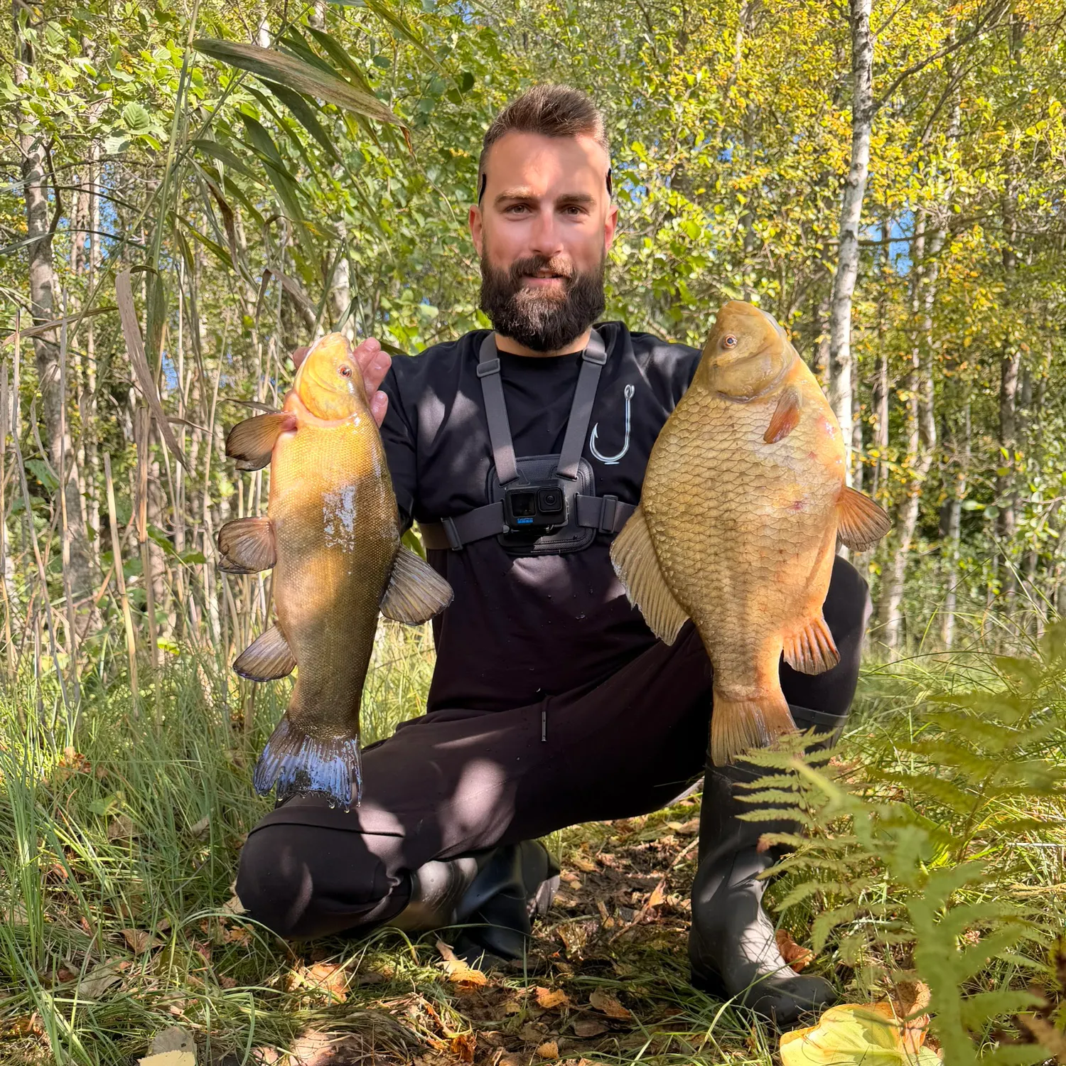 Crucian carp caught on Fishbrain