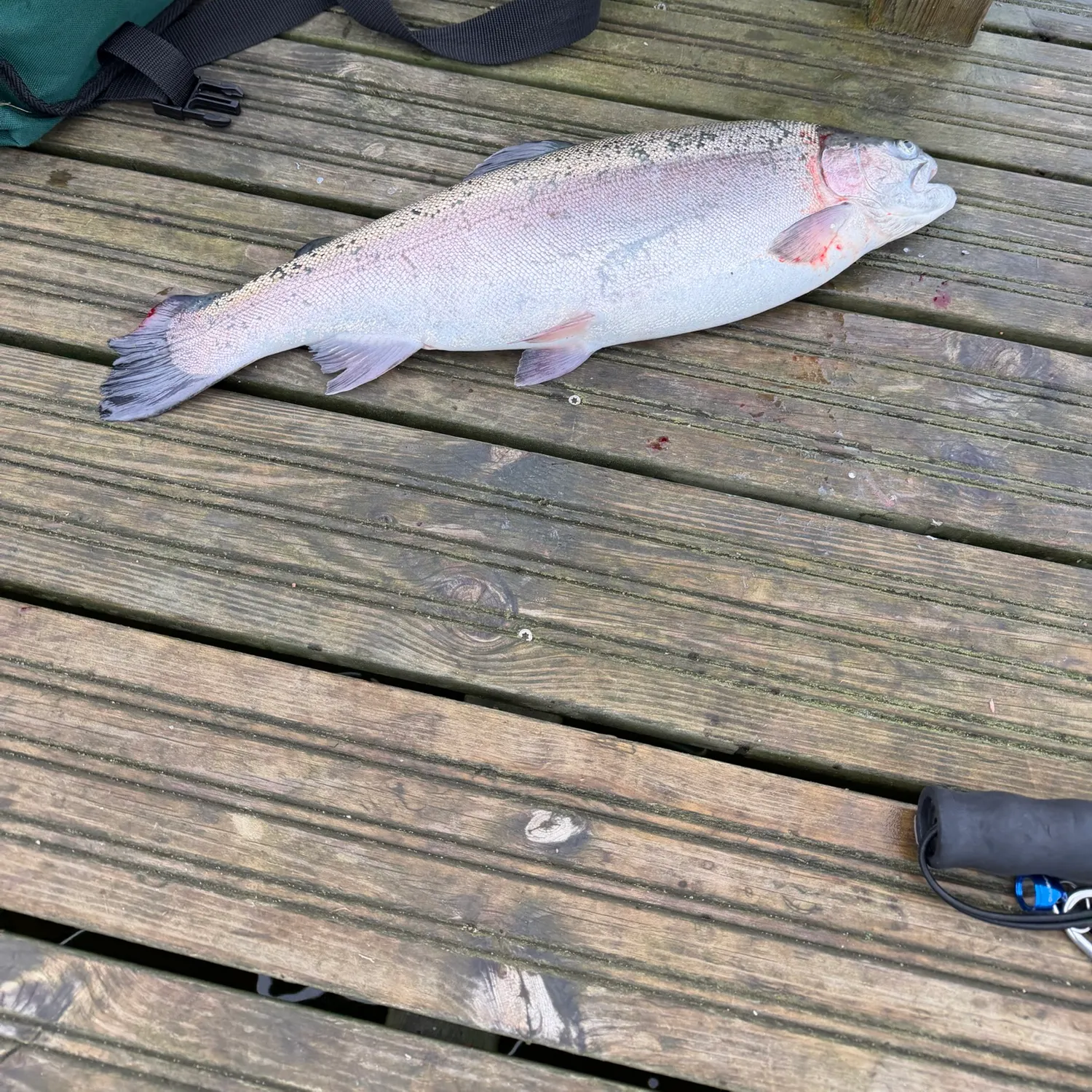 Rainbow trout caught on Fishbrain
