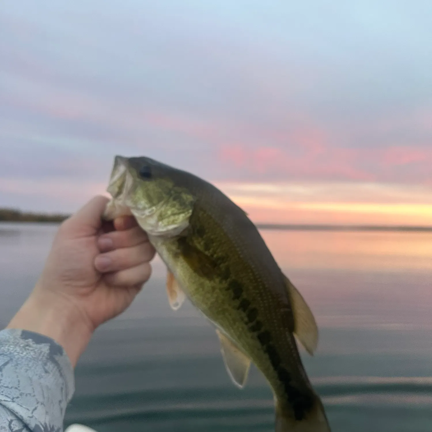 Largemouth bass caught on Fishbrain