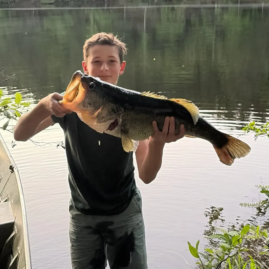 Largemouth bass caught on Fishbrain
