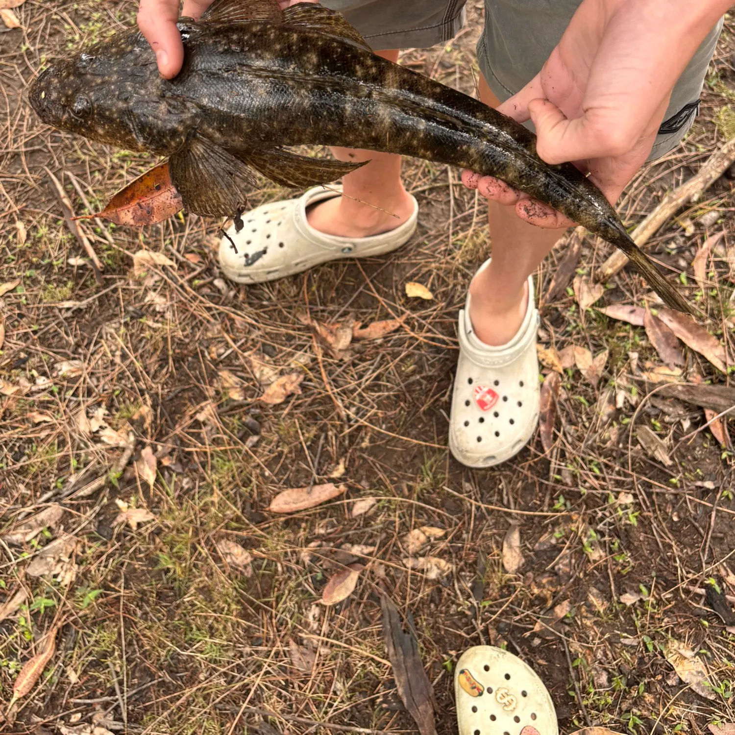 Dusky flathead caught on Fishbrain